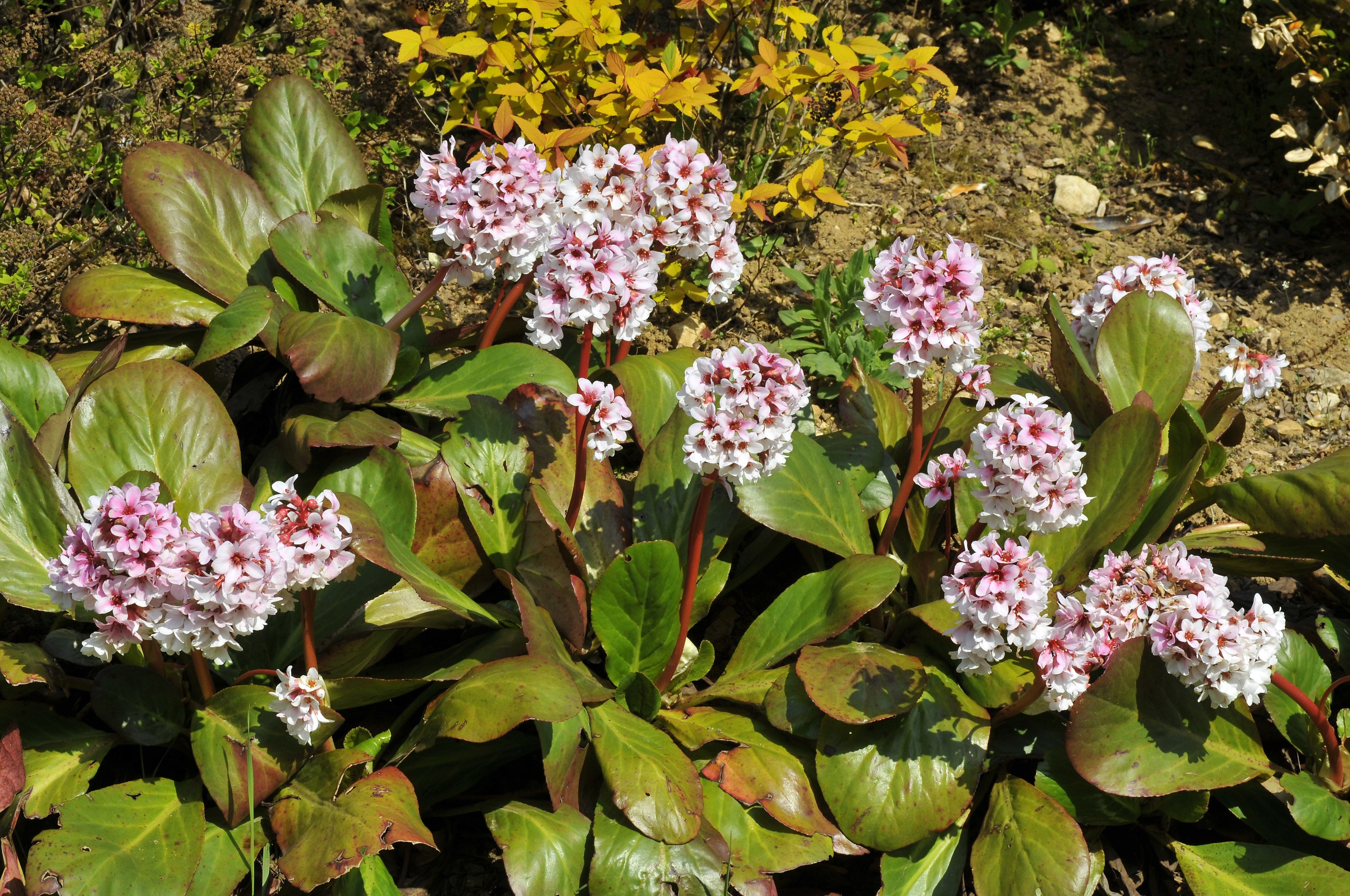 Bergenia - Bergenie