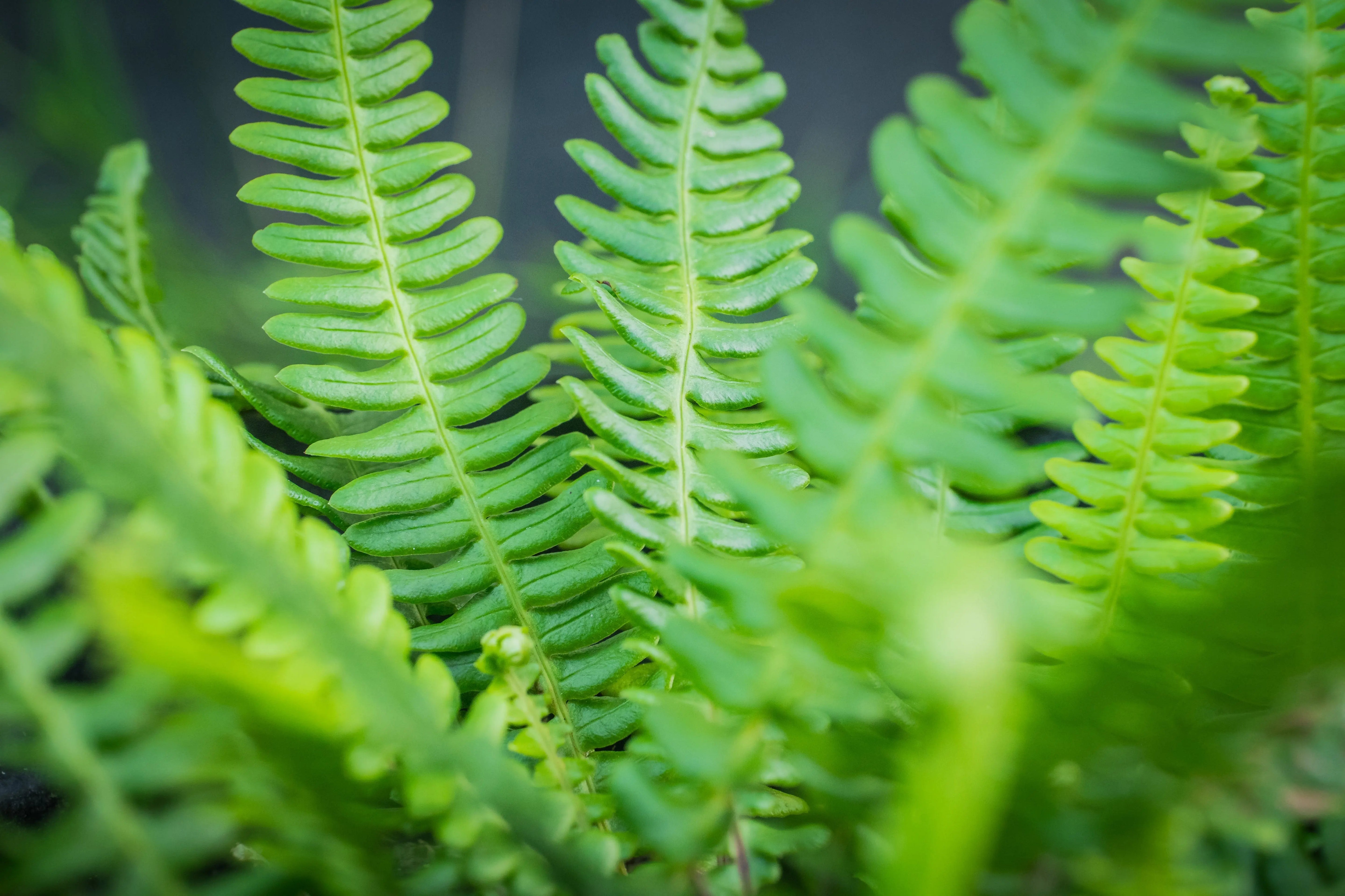 Blechnum-Rippenfarn Stauden Gaenge