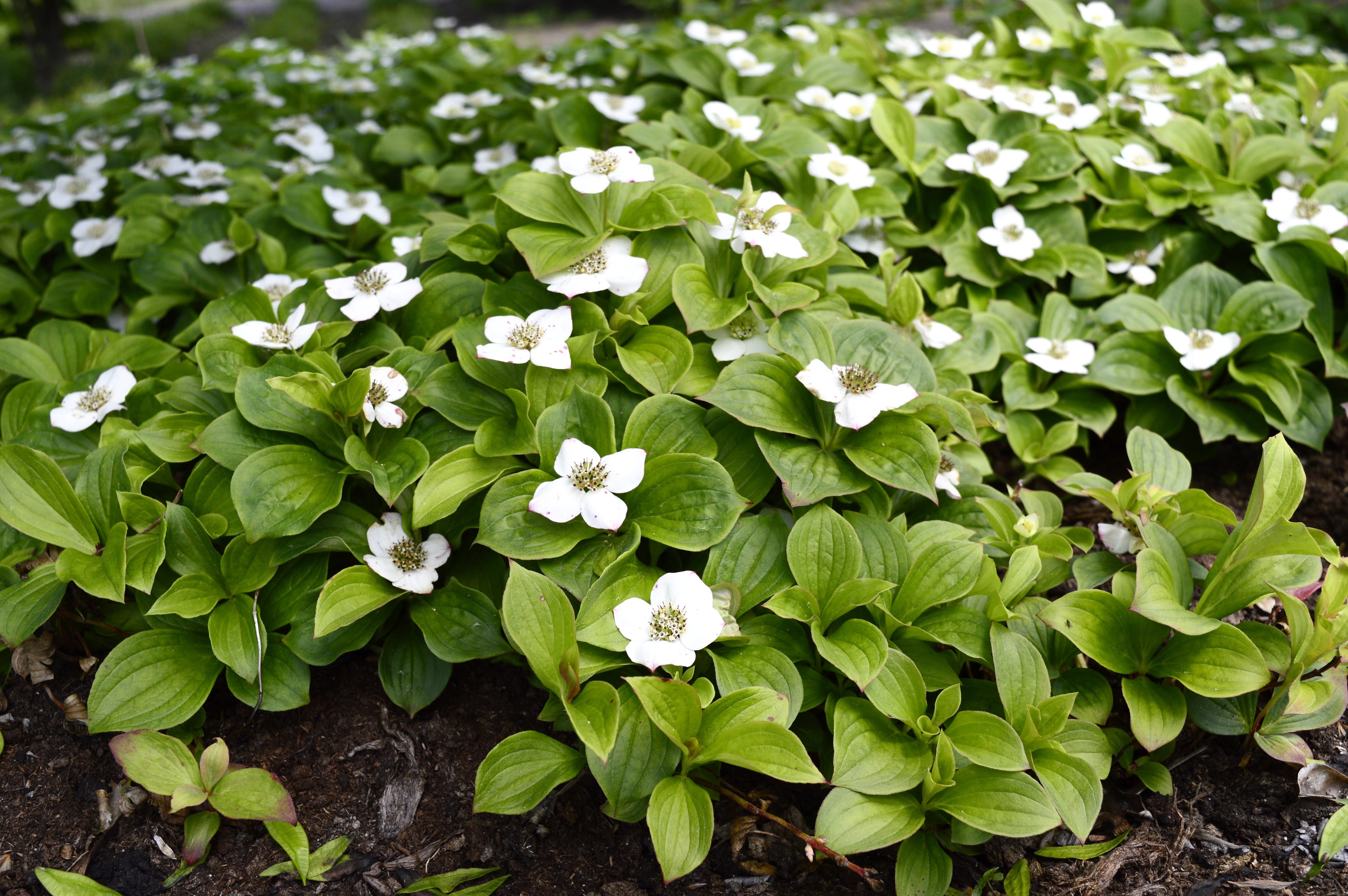 Cornus - Kanadischer Teppich Hartriegel
