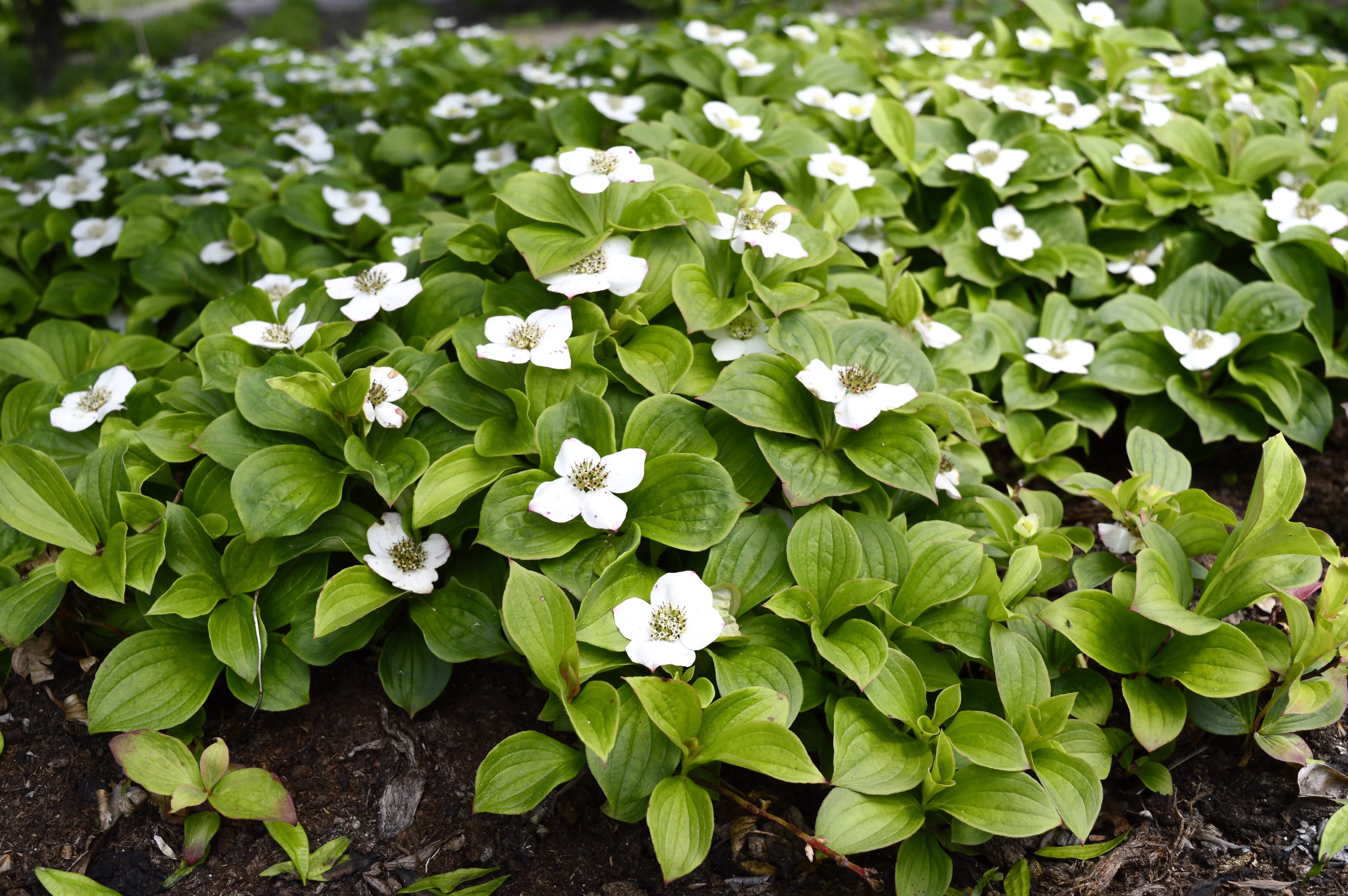 Cornus - Kanadischer Teppich Hartriegel Stauden Gaenge