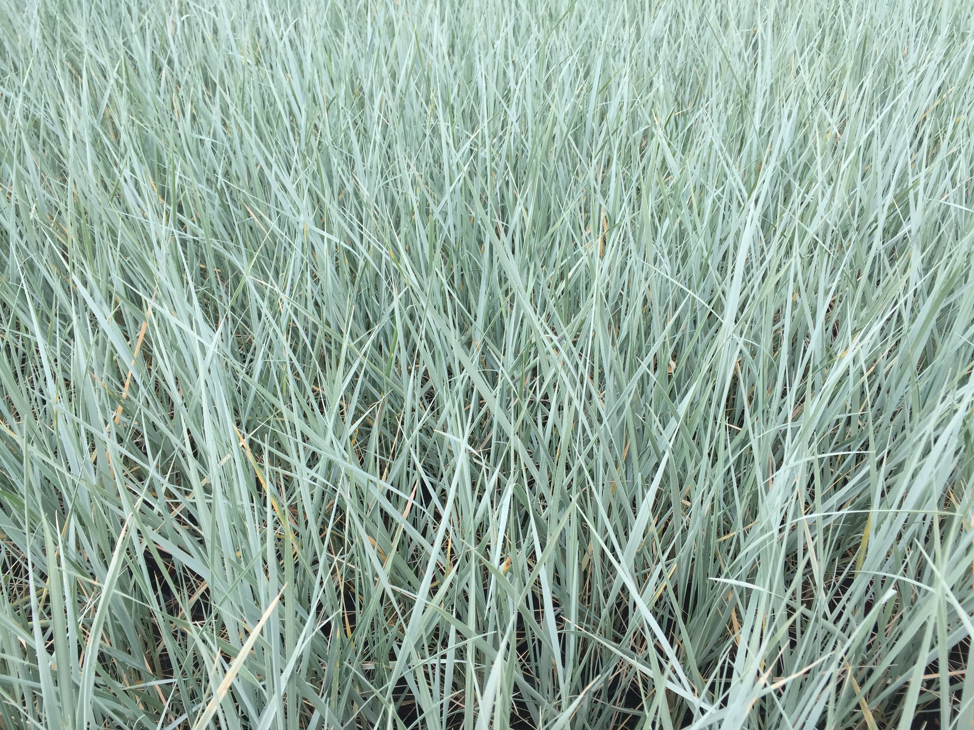 Elymus - Magellan-Gras