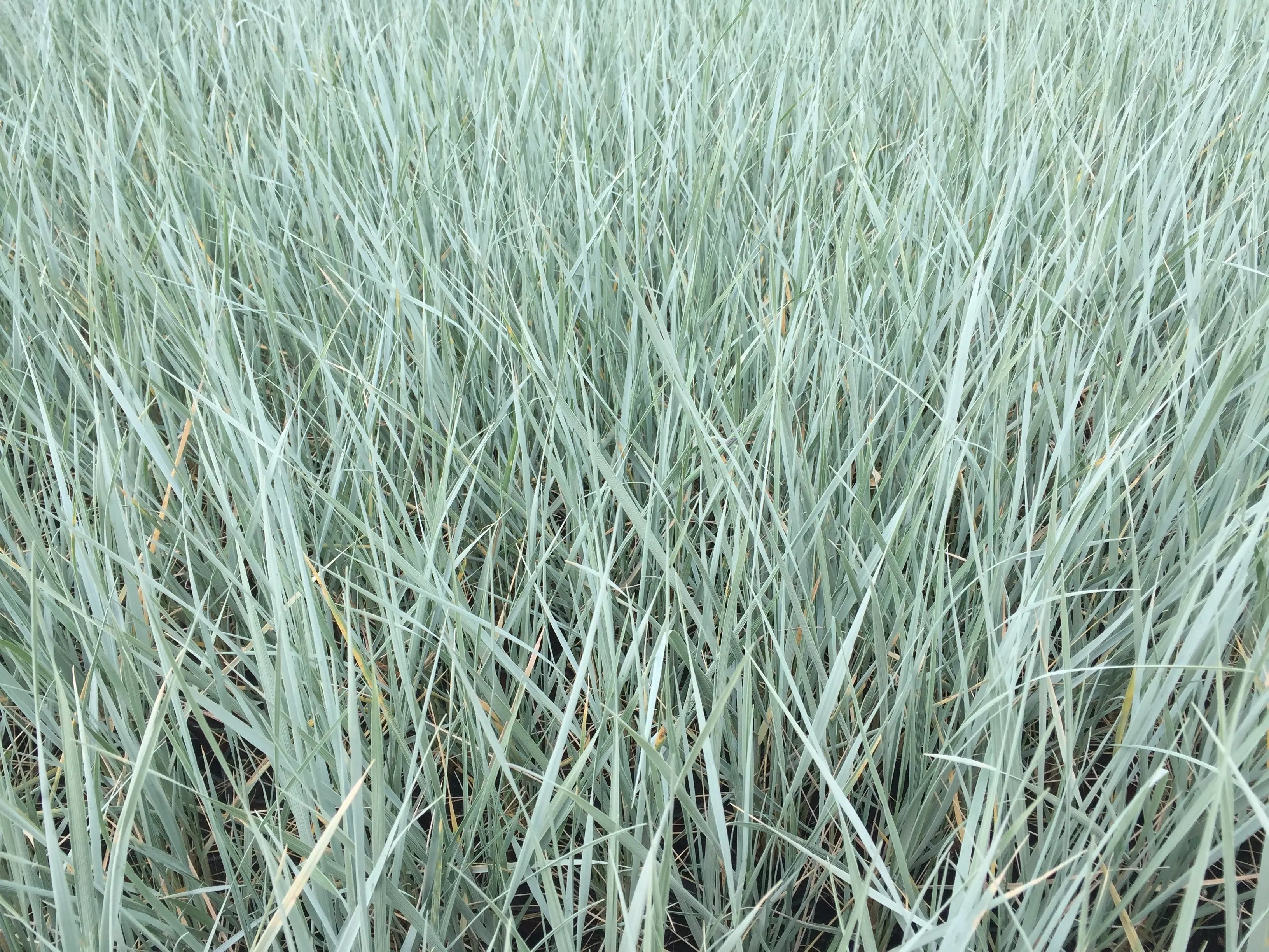 Elymus - Magellan-Gras Stauden Gaenge