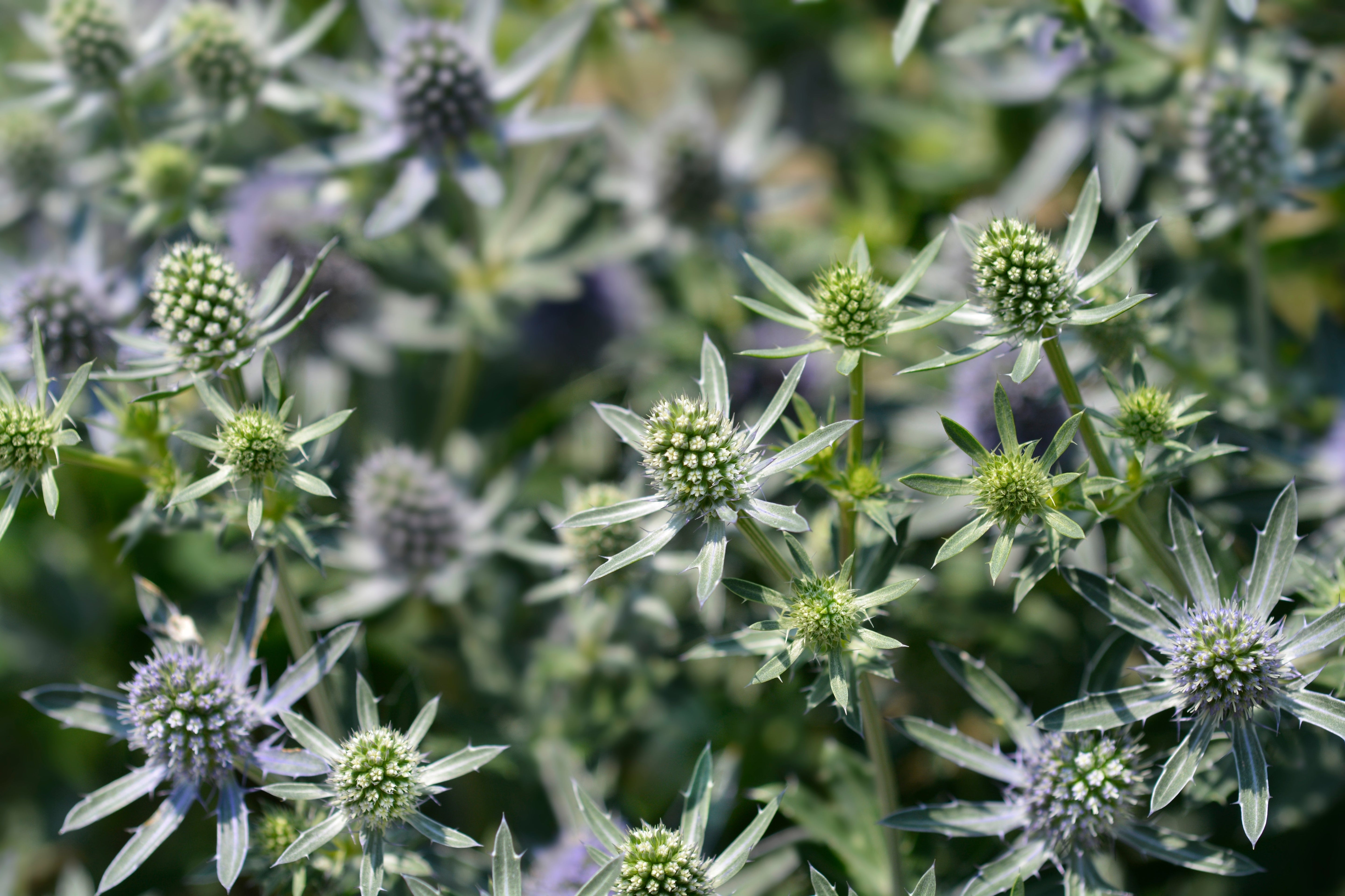 Eryngium - Blaue Edeldistel