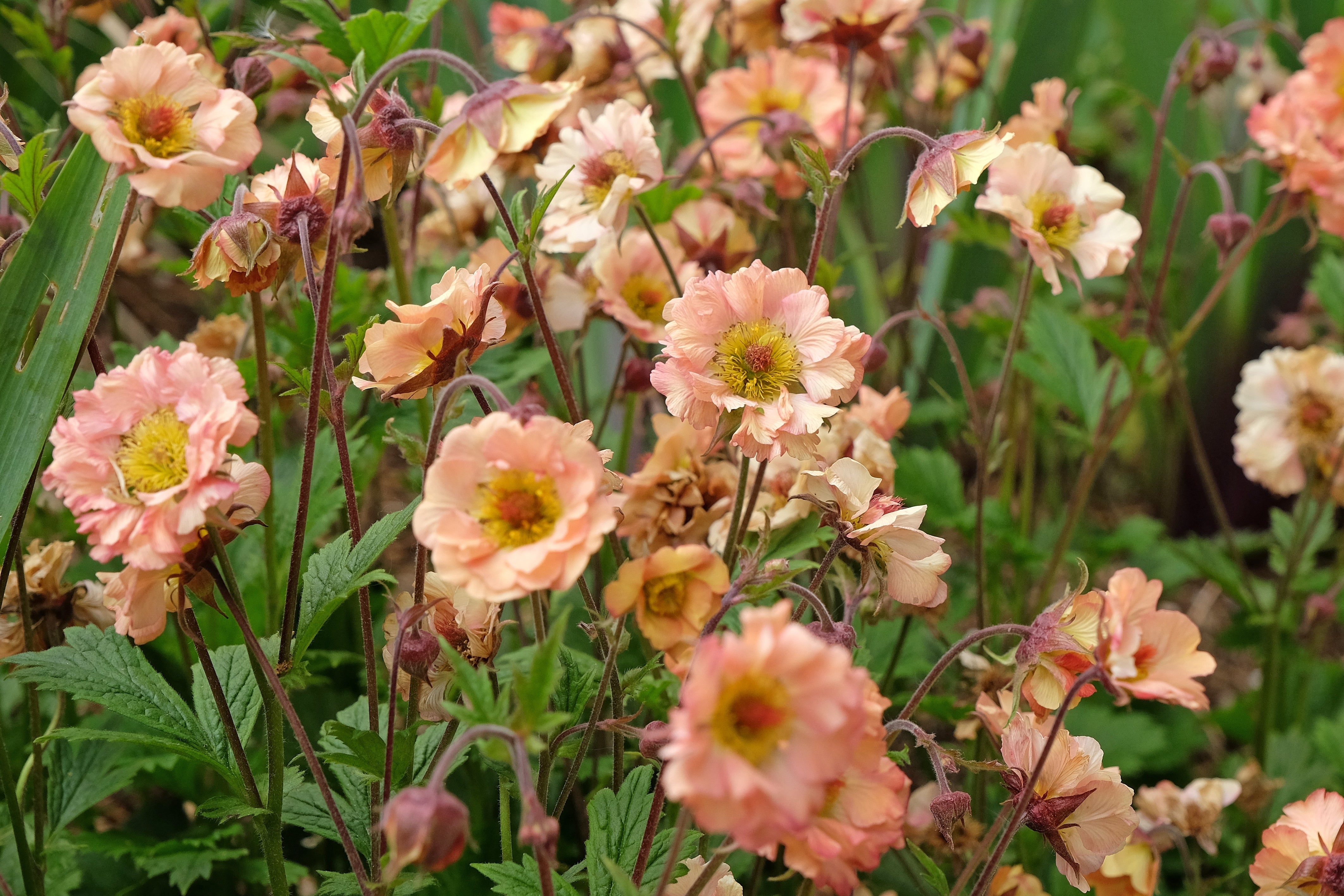 Geum - Nelkenwurz
