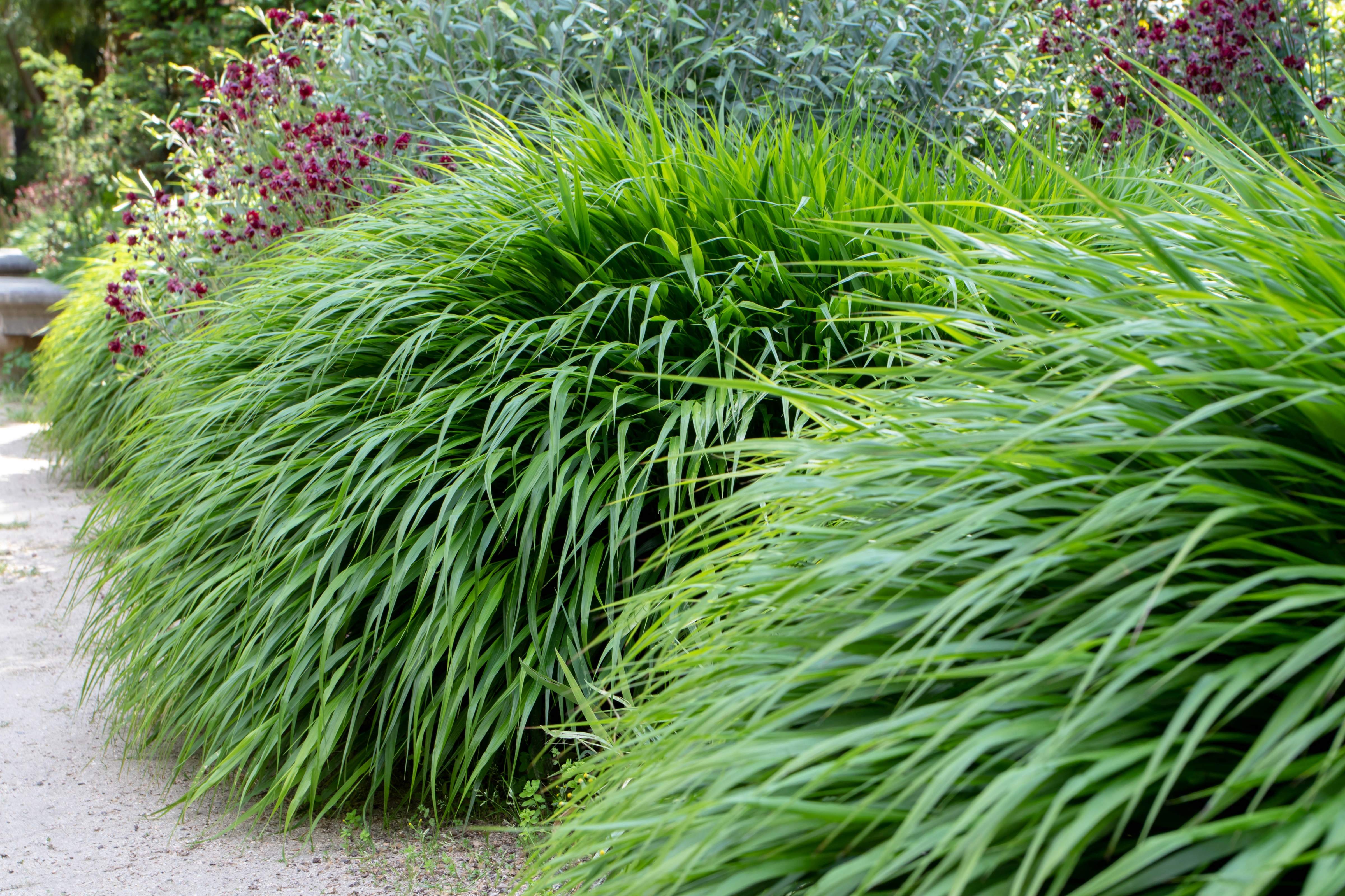 Hakonechloa - Japanisches Berggras