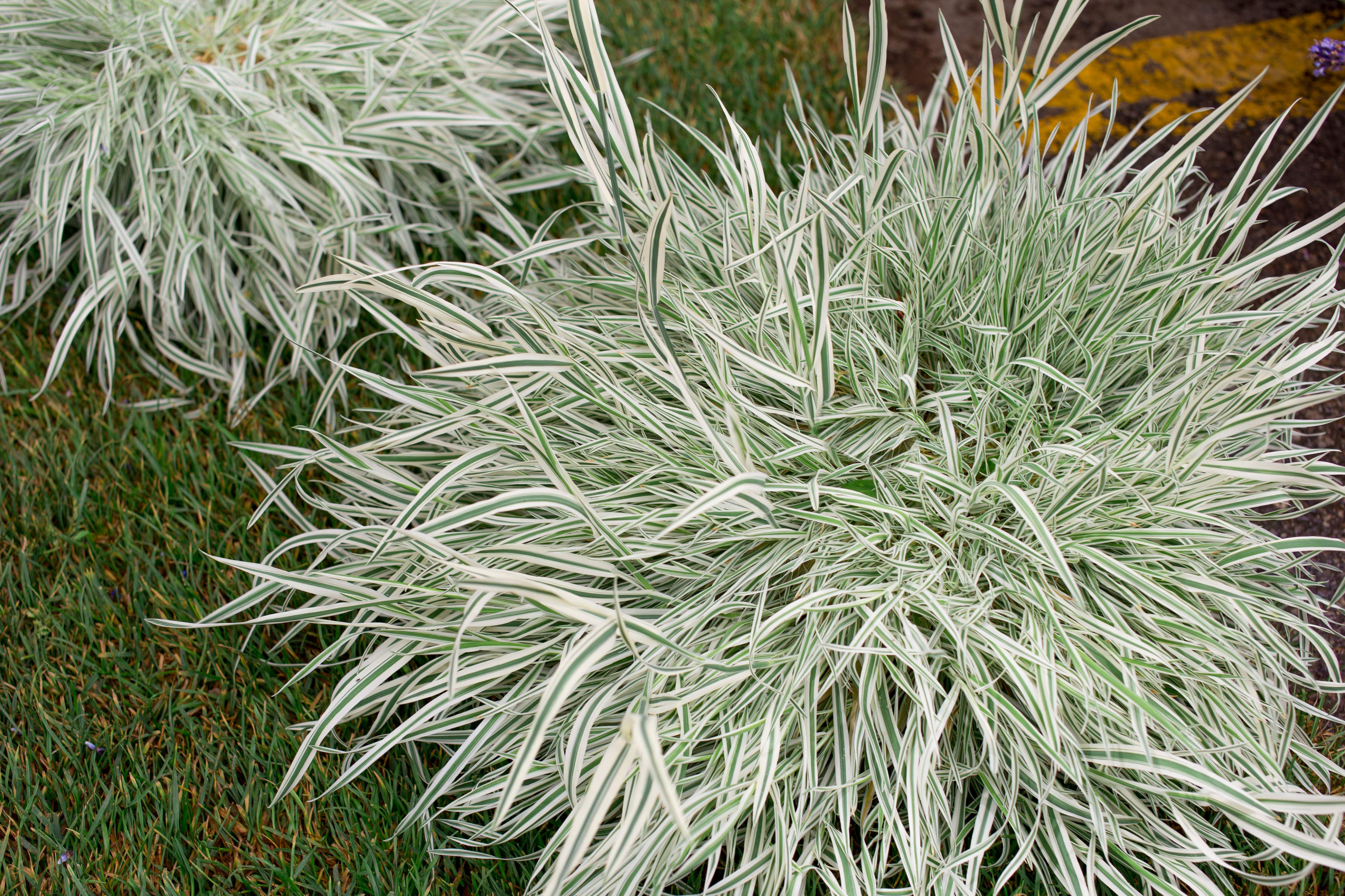 Holcus - Weiches Honiggras