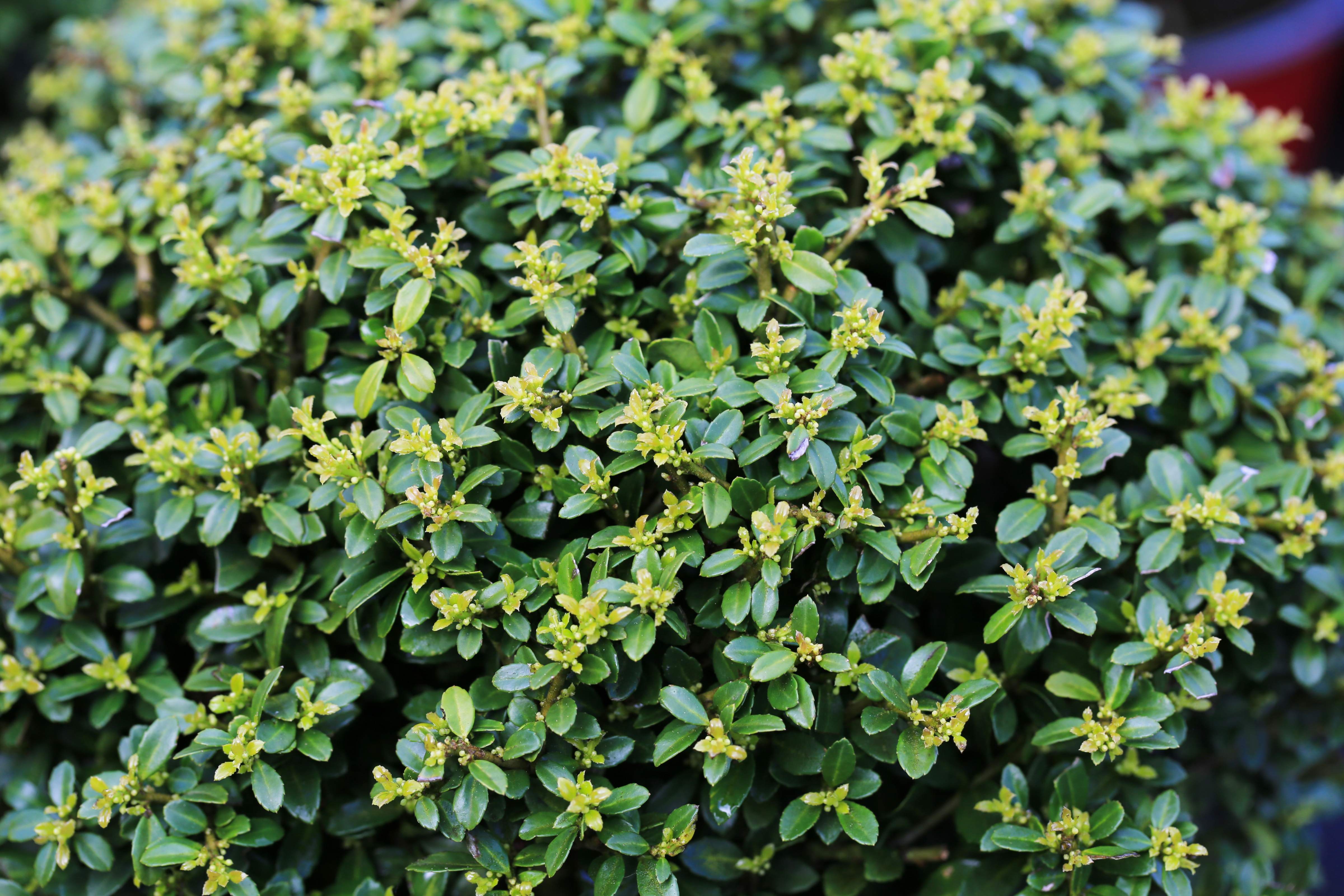 Ilex - Japanische Stechpalme