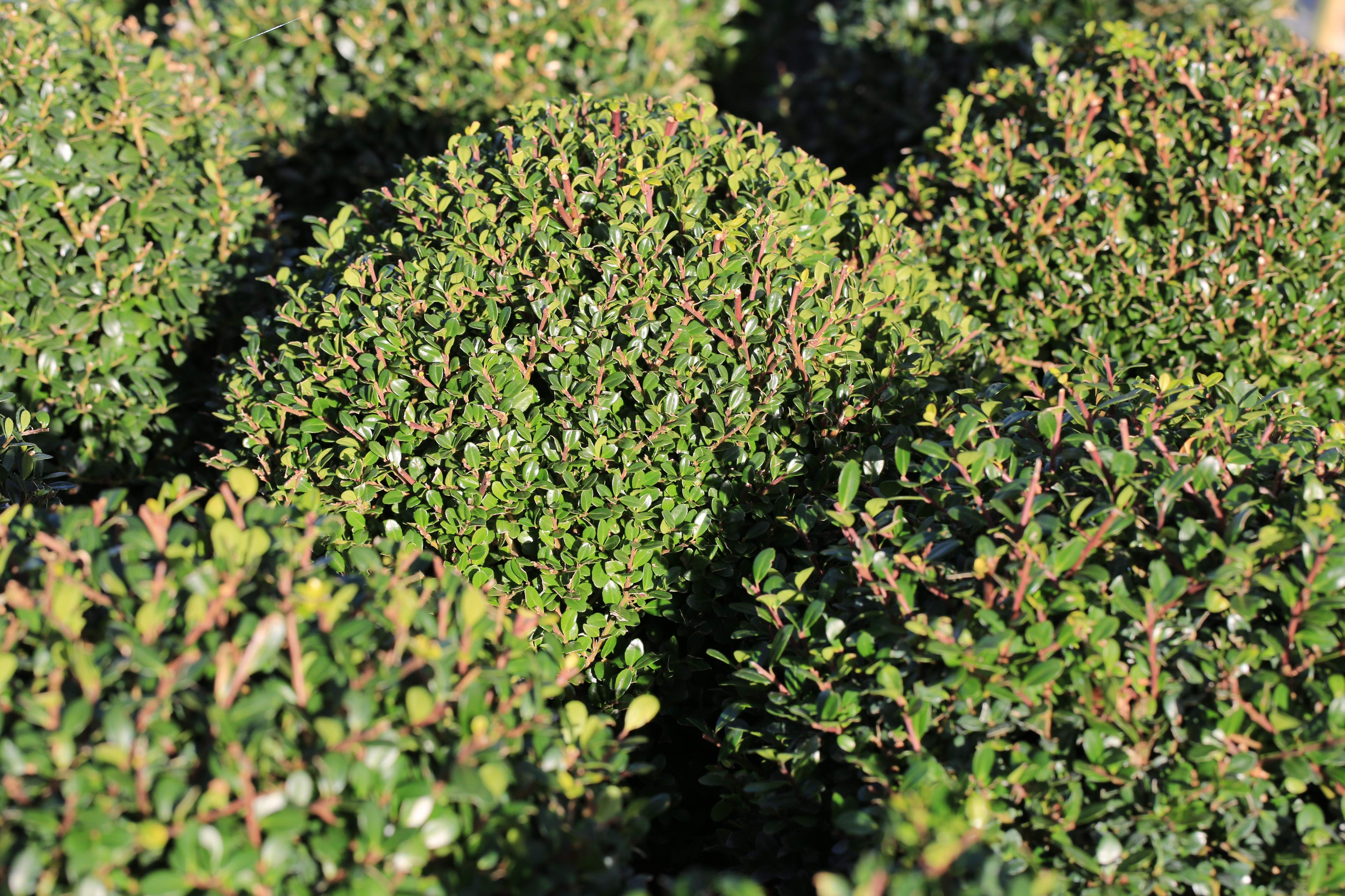 Ilex Kugeln - Japanische Stechpalme