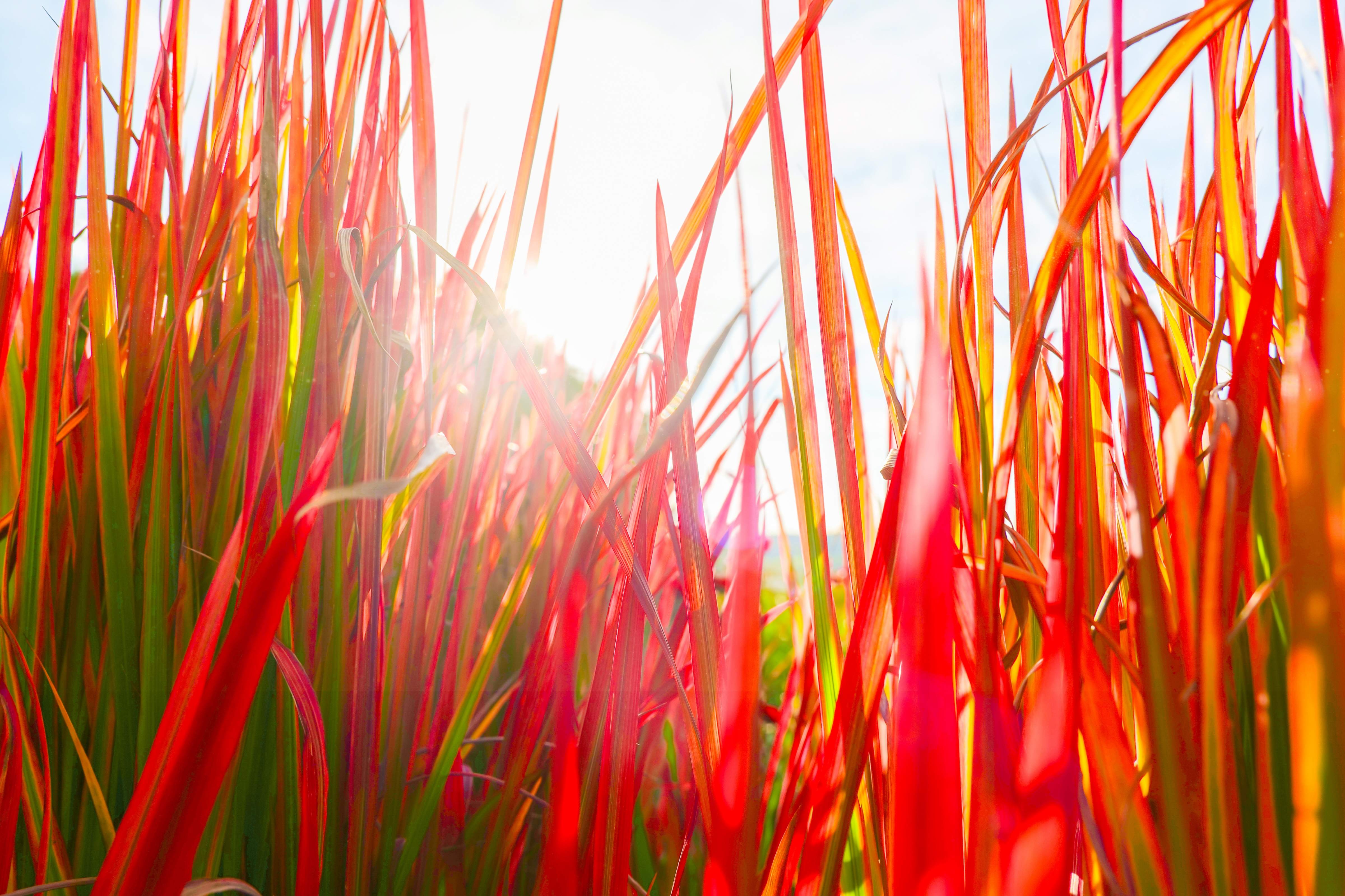 Imperata - Japanisches Blutgras