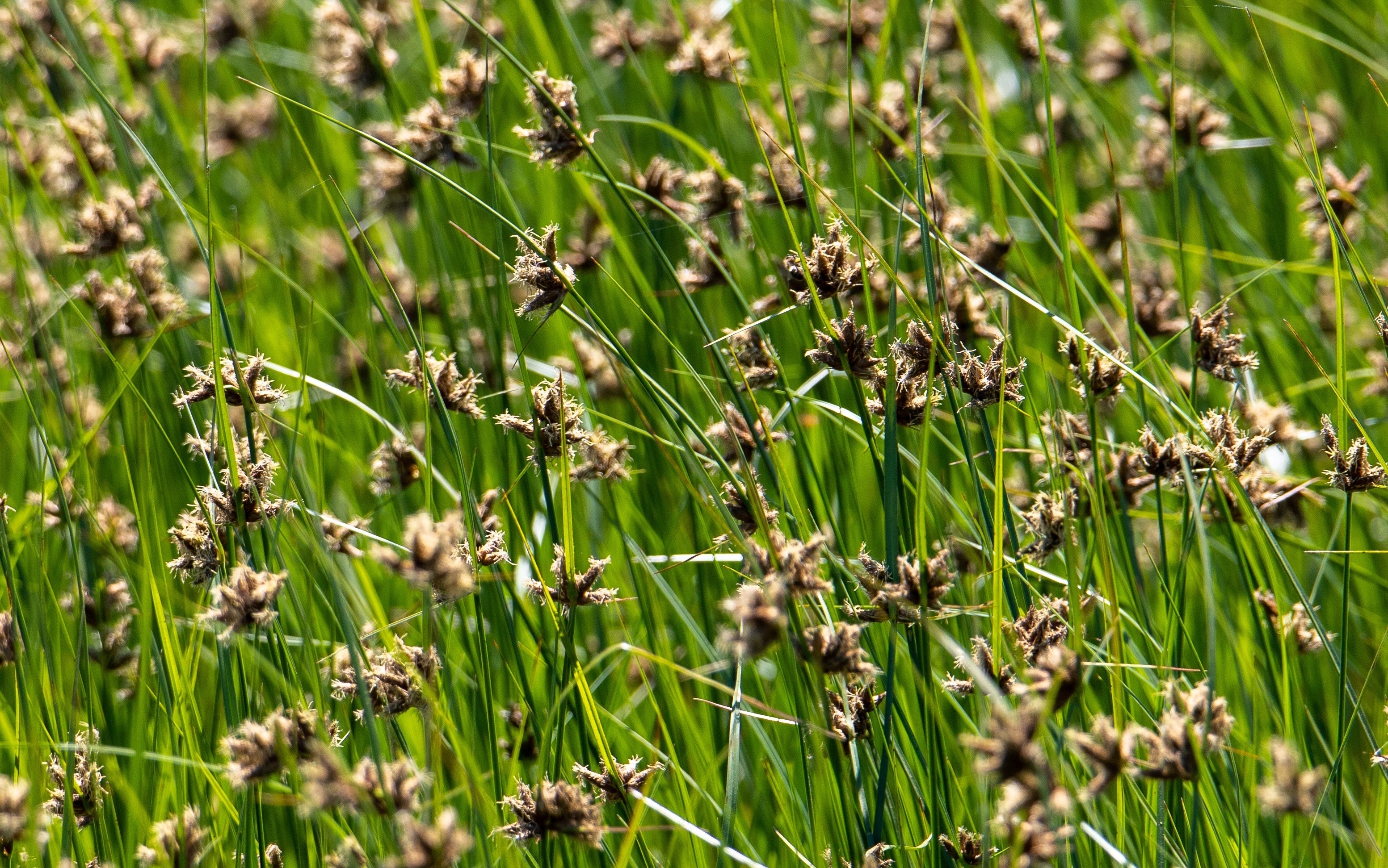 Juncus - Zwerg Binse