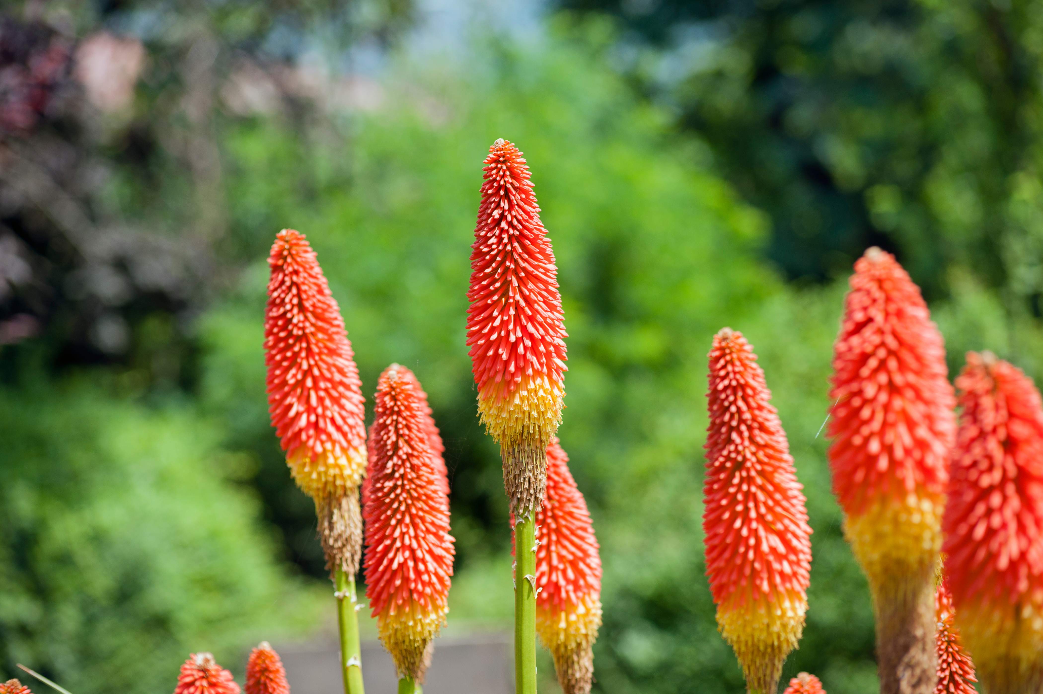 Kniphofia - Fackellilie