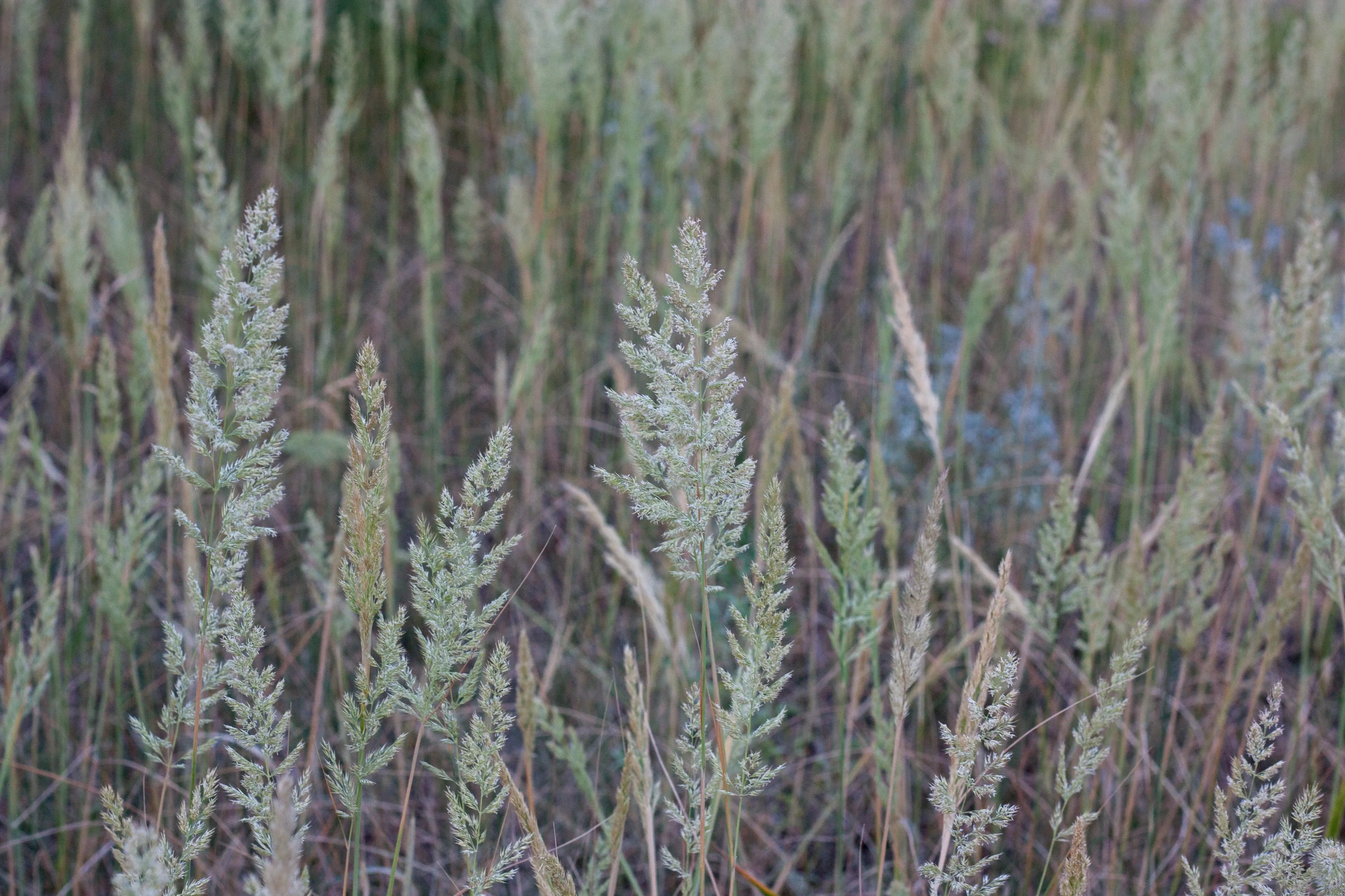 Koeleria - Blaues Schillergras Stauden Gaenge