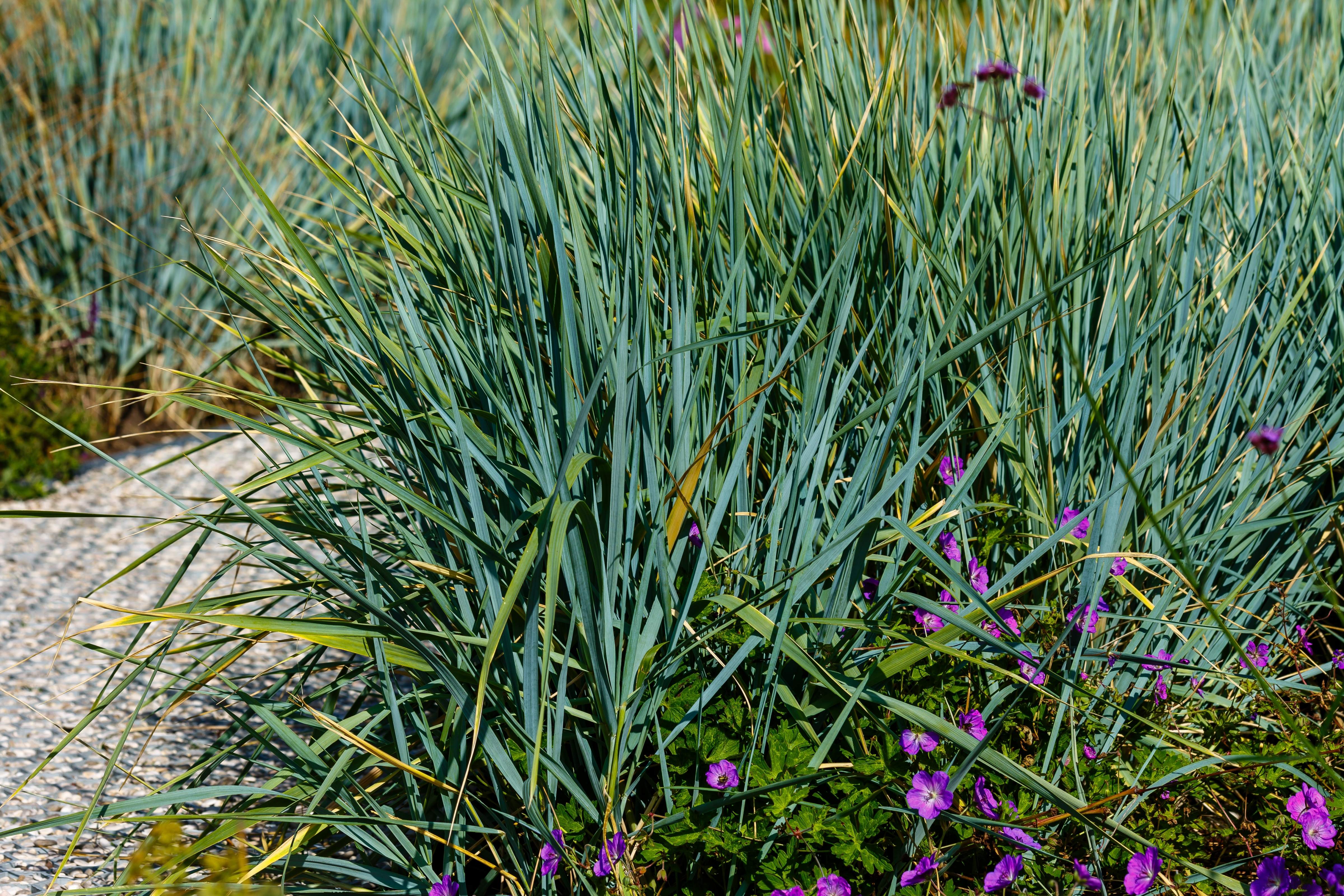 Leymus - Blau Strandroggen