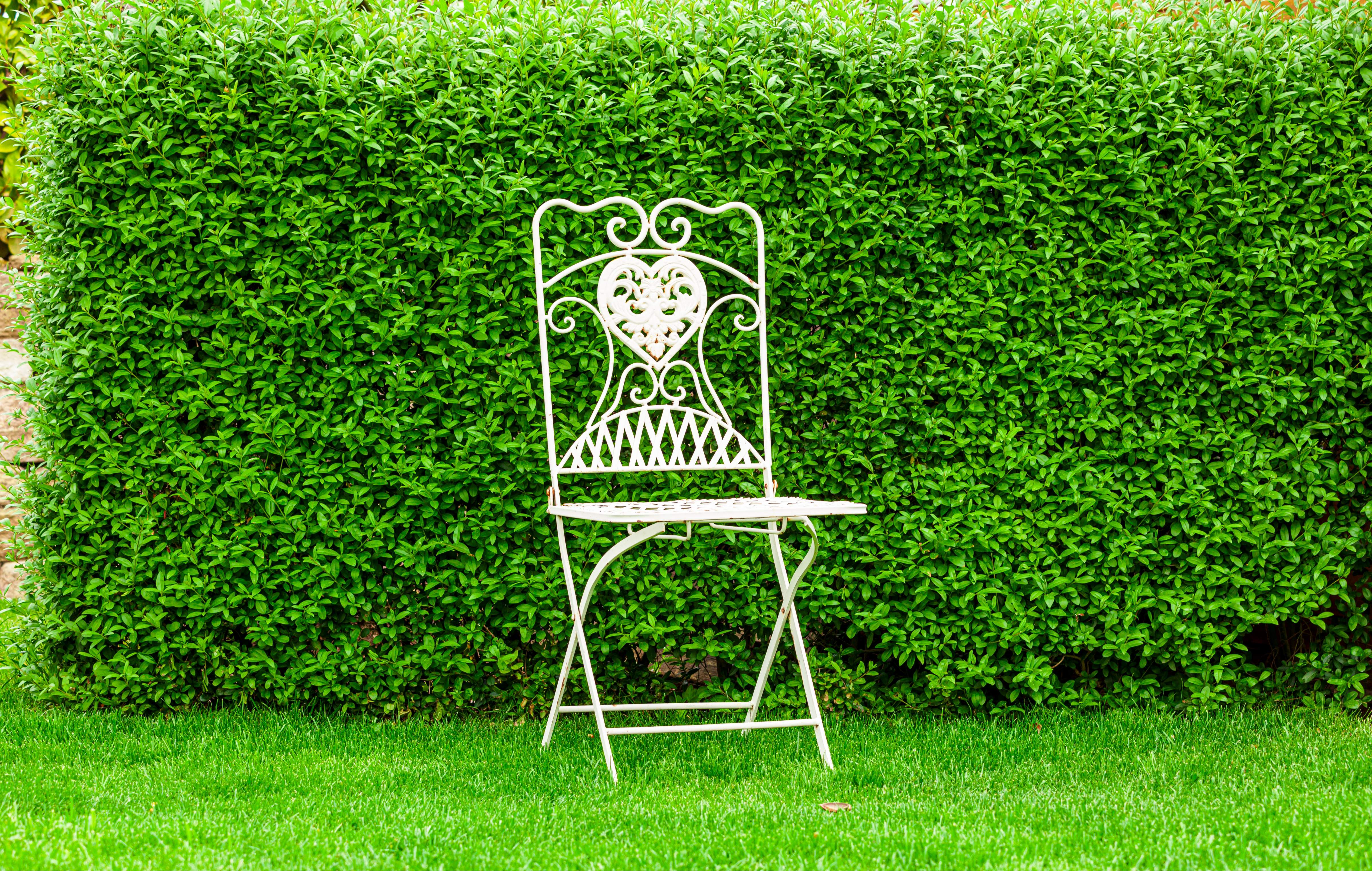 Ligustrum - Liguster