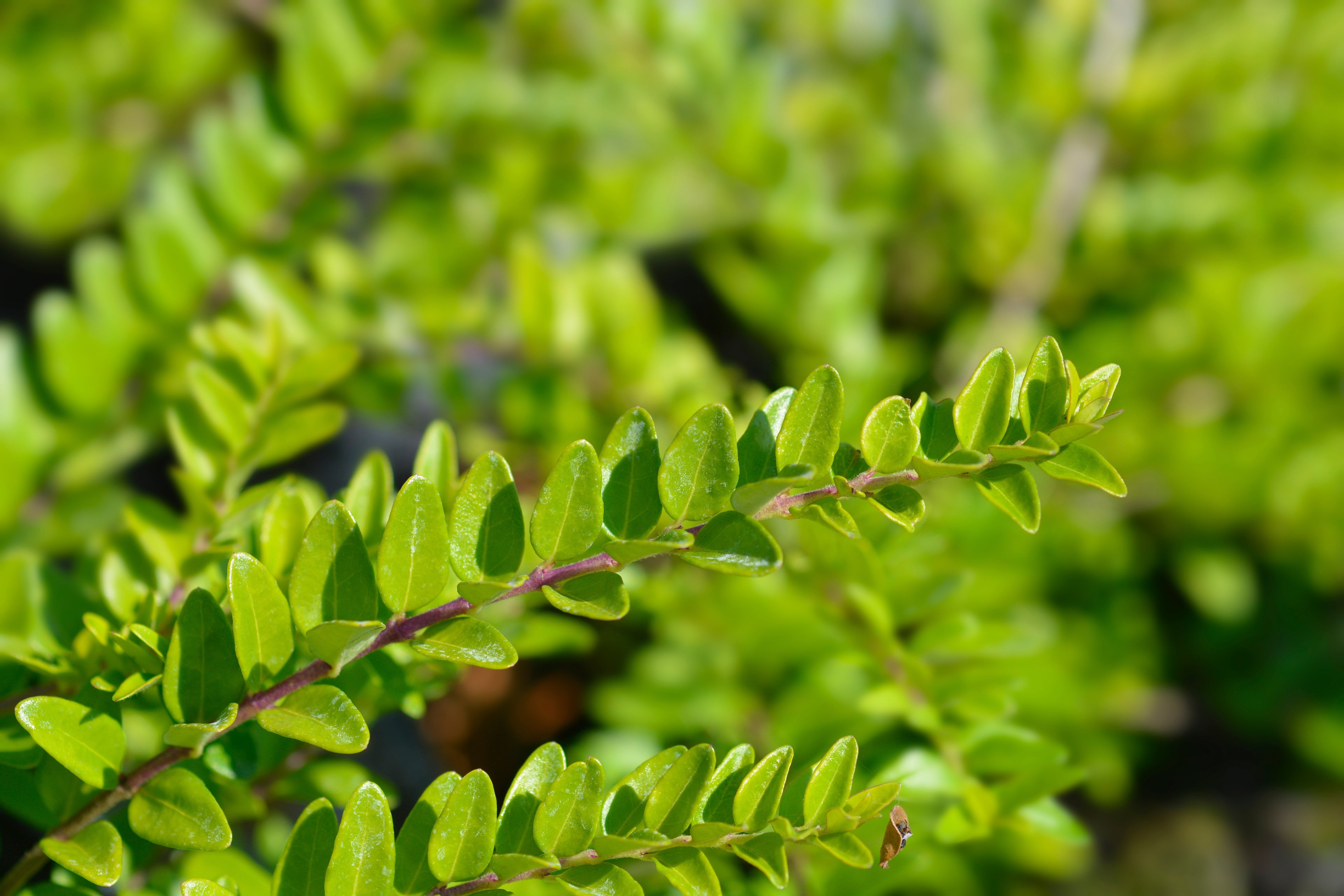 Lonicera - Heckenmyrthe