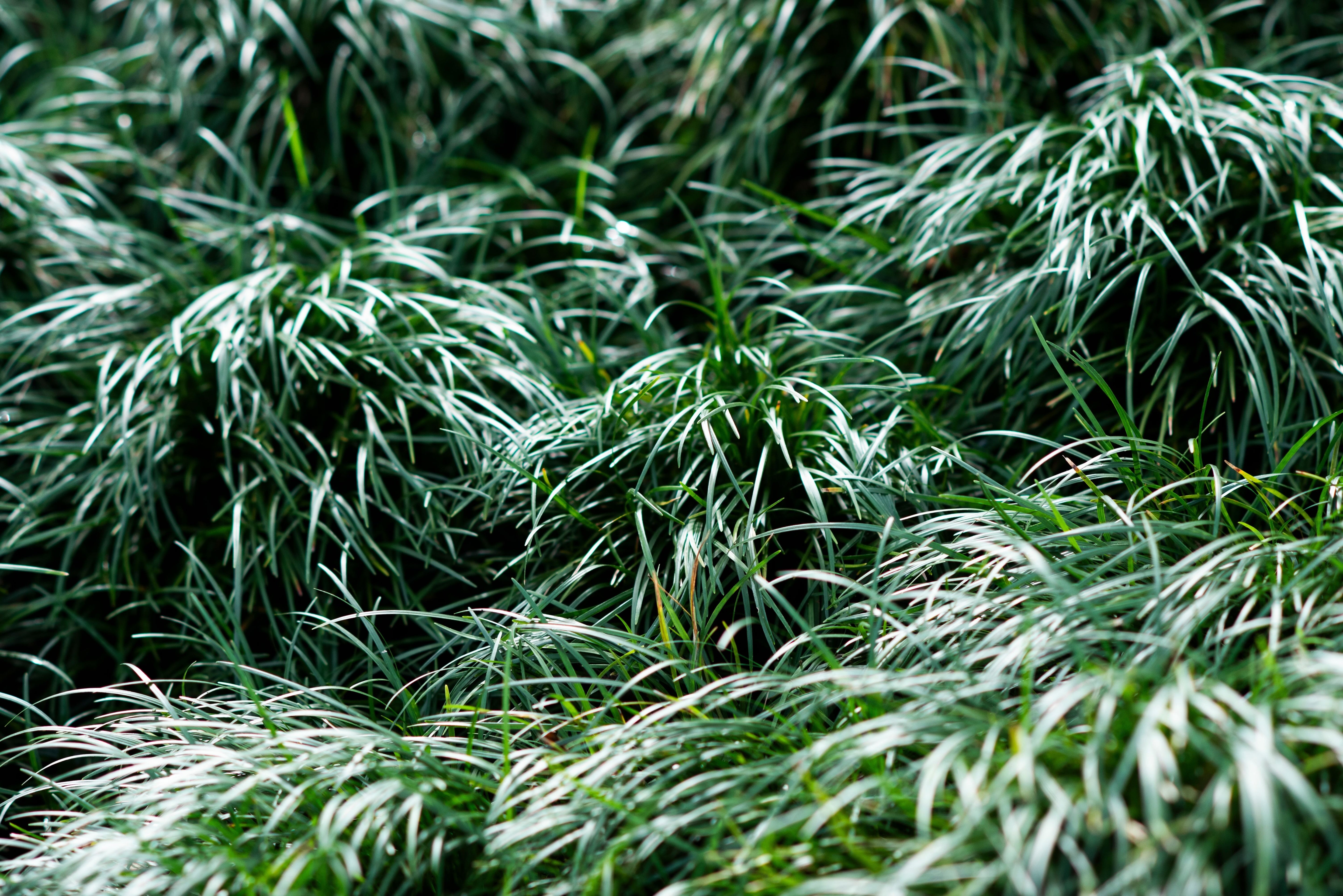 Ophiopogon - Japanischer Schlangenbart