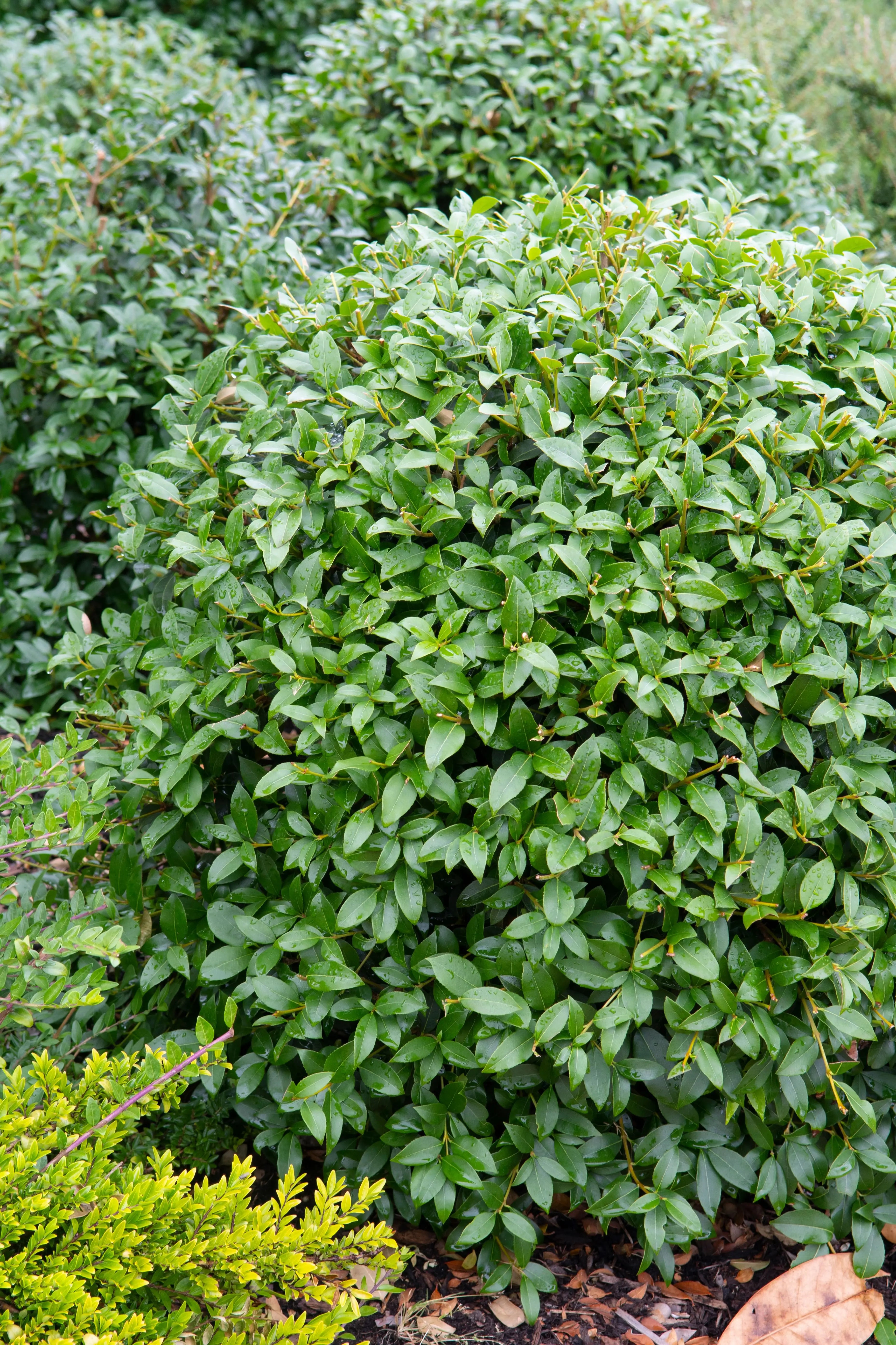 Osmanthus - Frühlingsduftblüte Stauden Gaenge