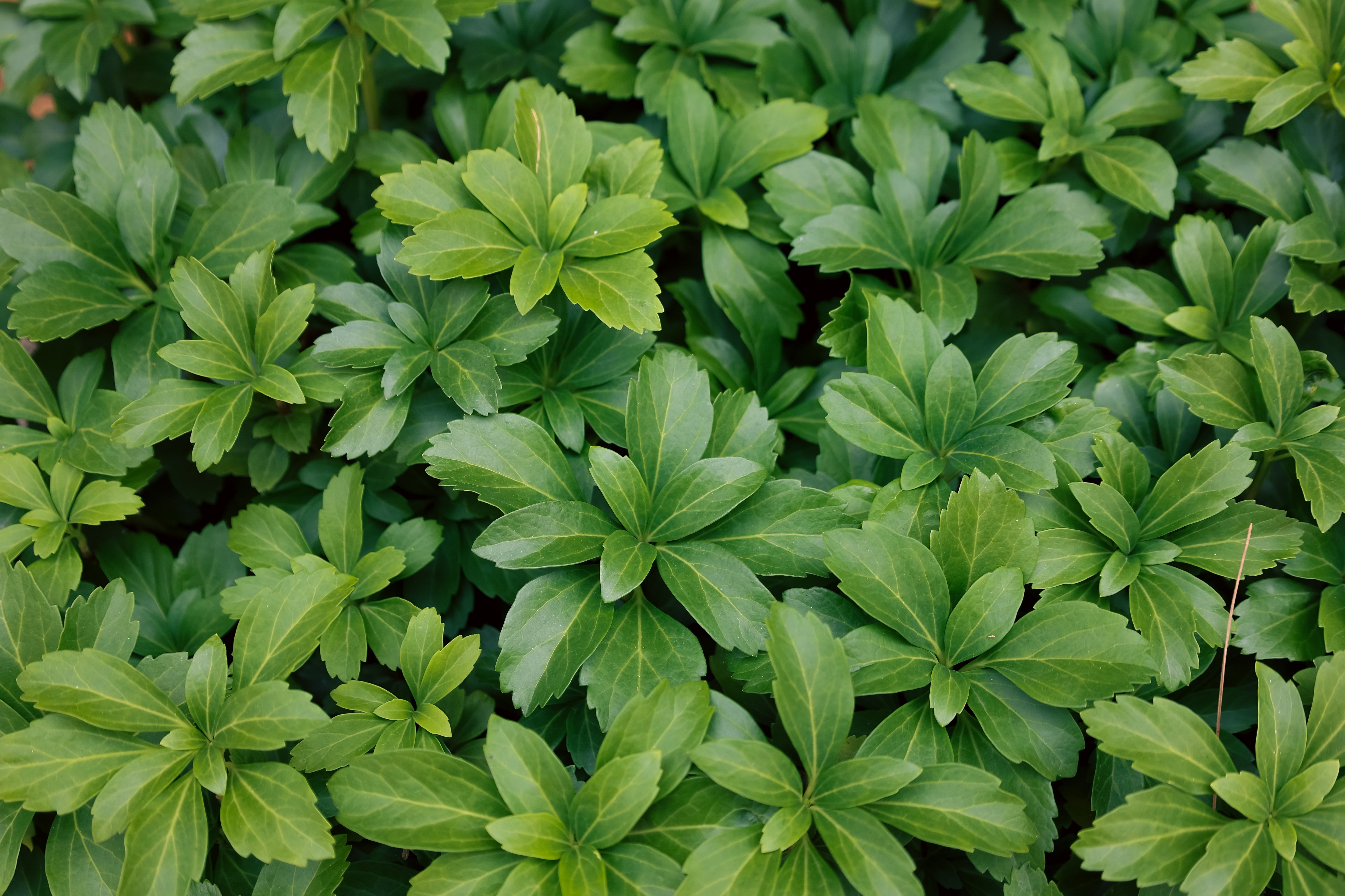 Pachysandra - Dickmännchen