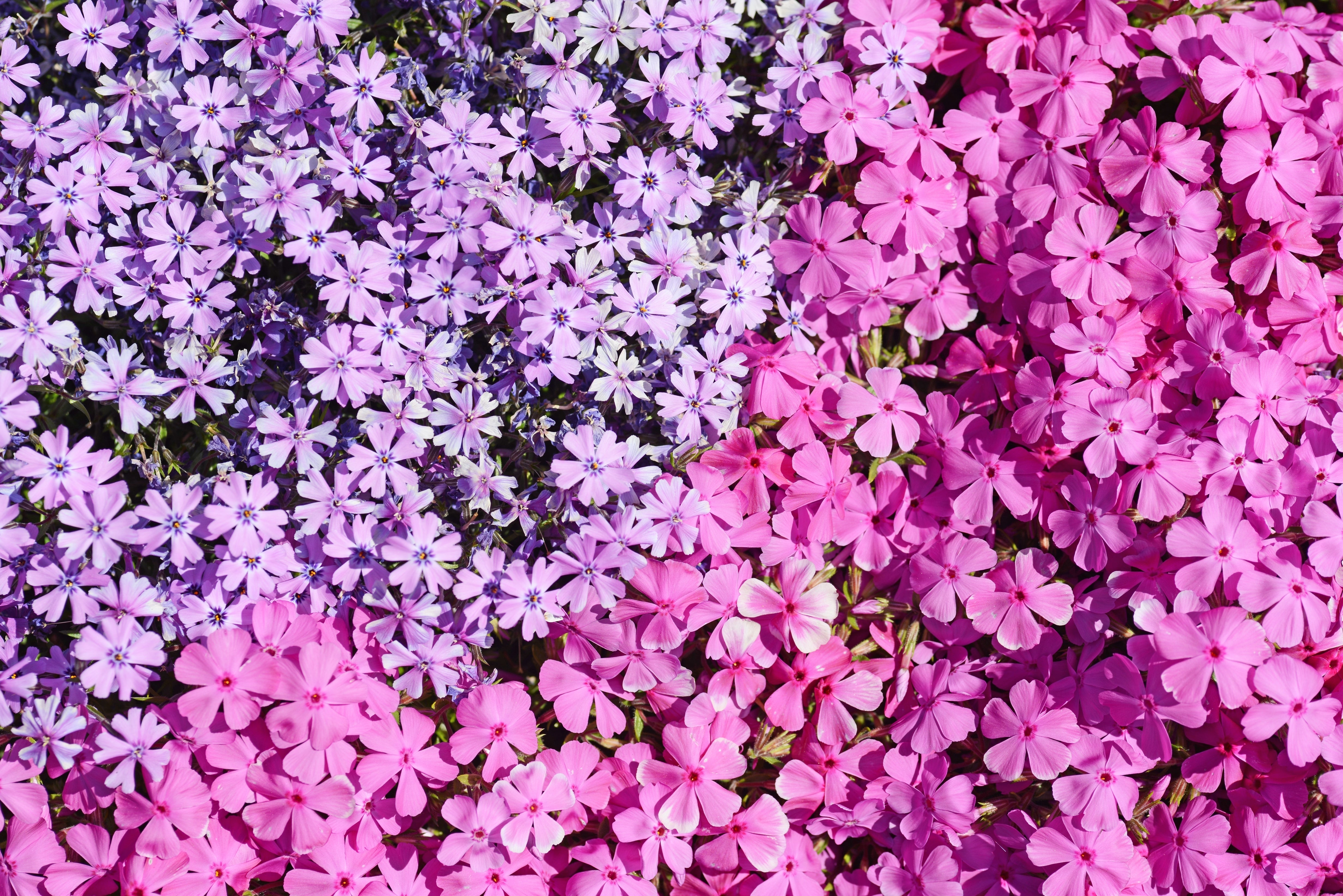 Phlox subulata - Polster-Phlox