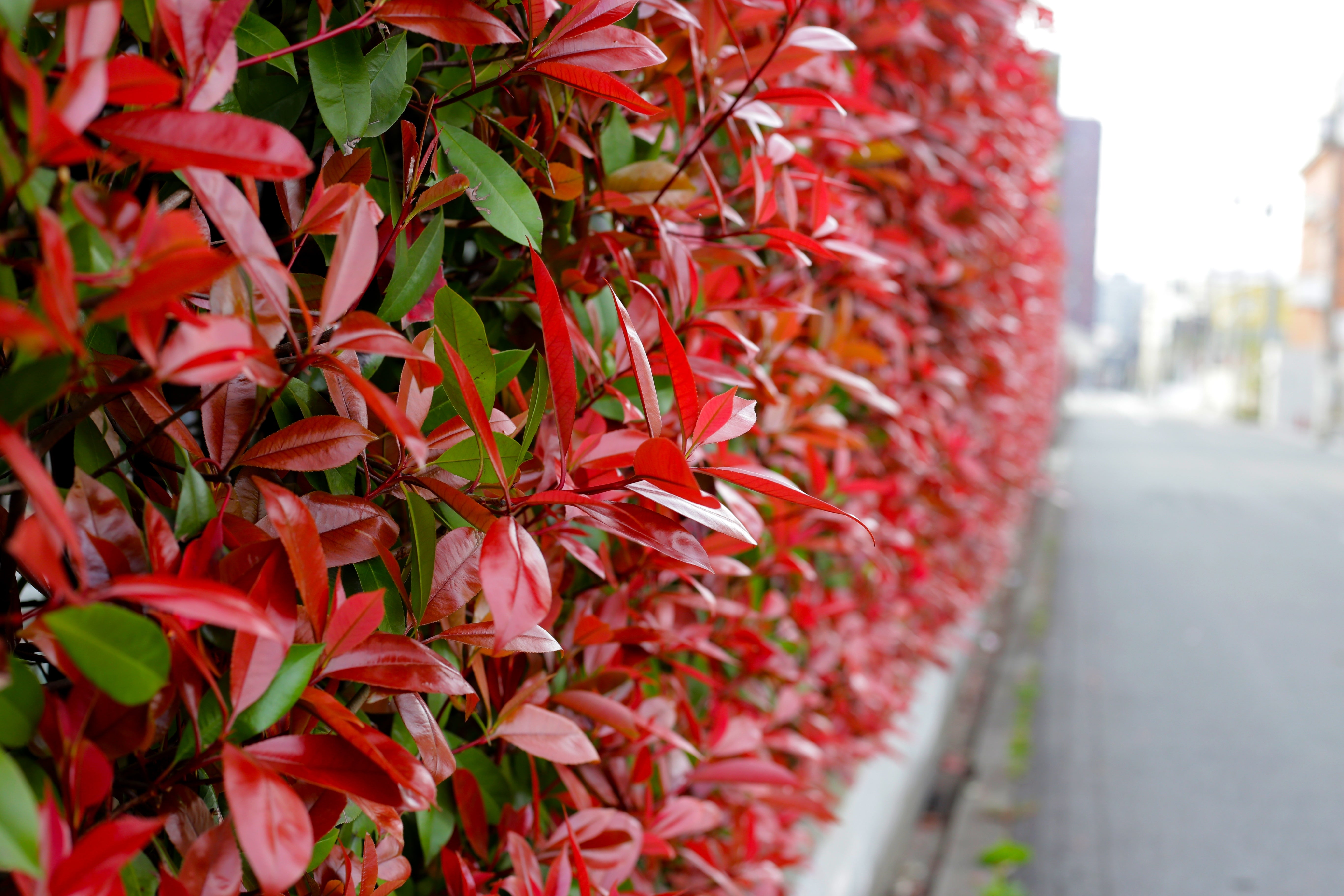 Photinia - Rote Glanzmispel