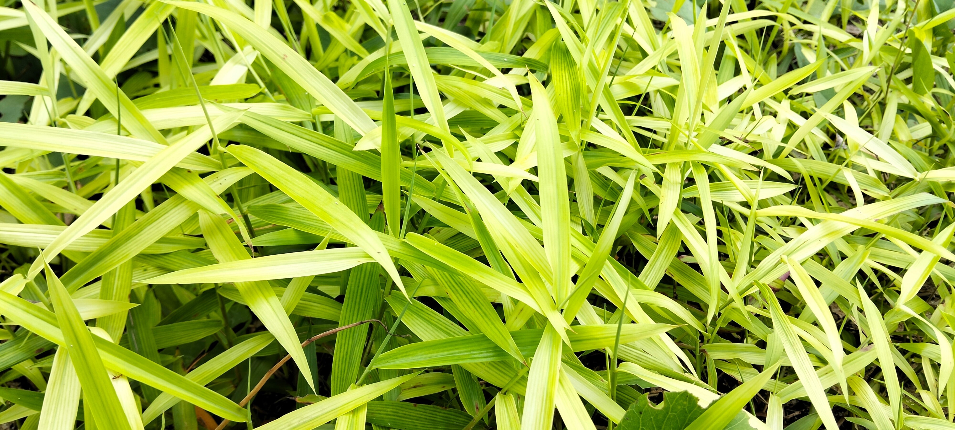 Pleioblastus - Zwergbambus