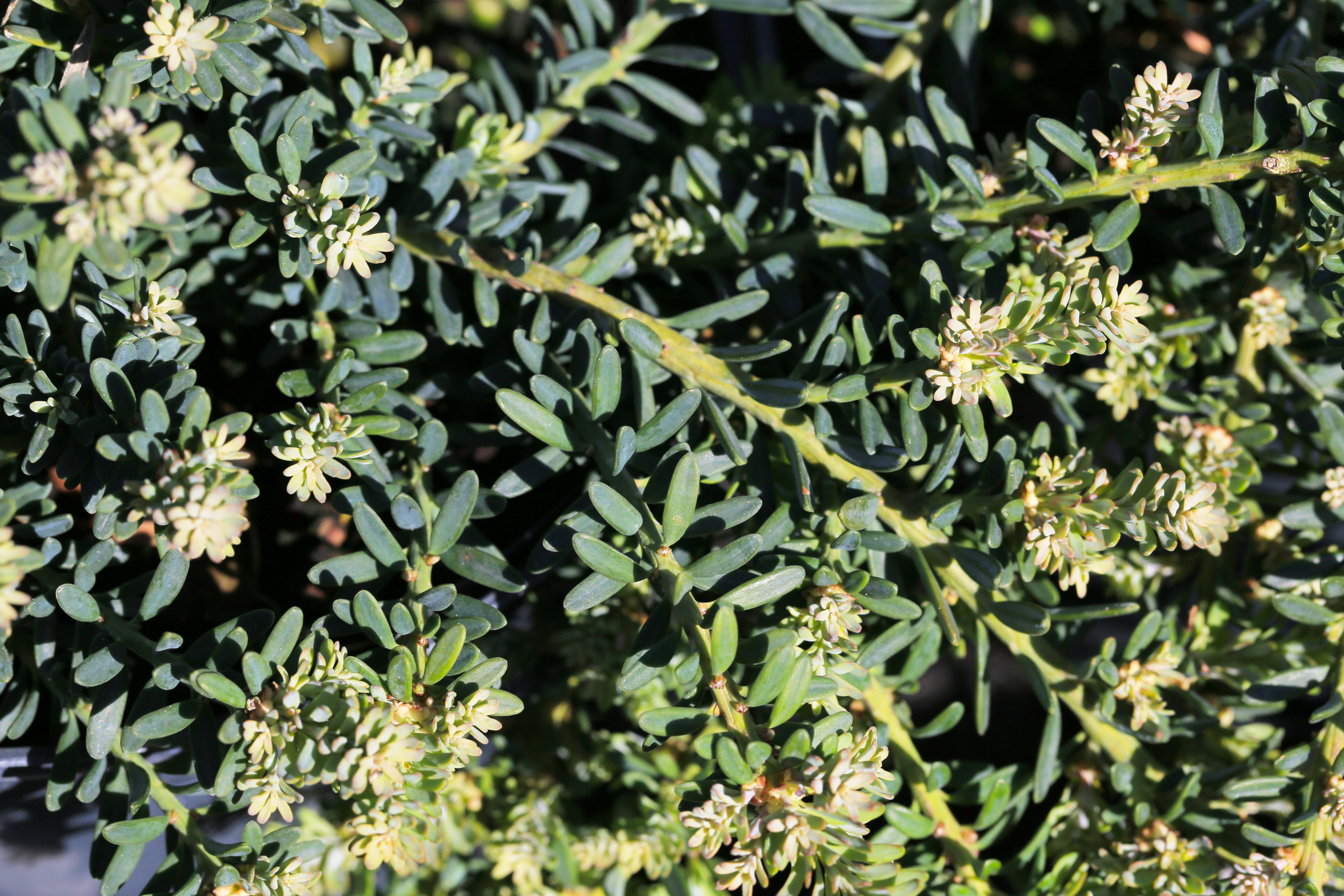 Podocarpus - Blaue Steineibe