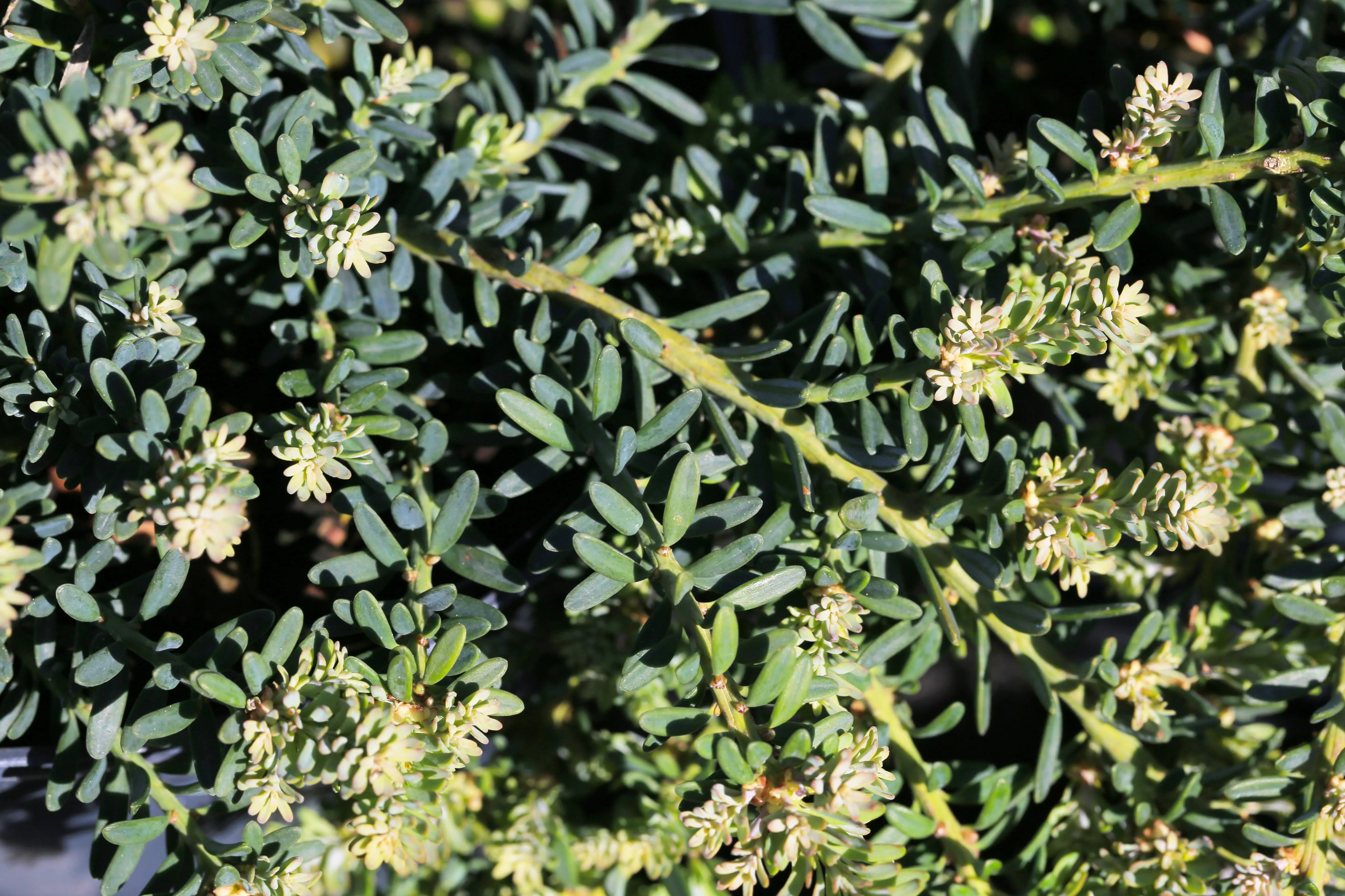 Podocarpus - Blaue Steineibe Stauden Gaenge