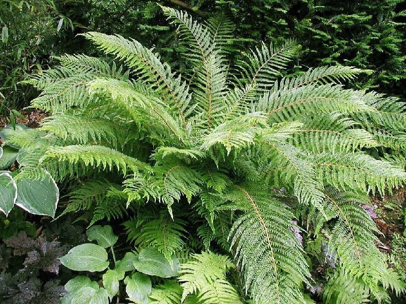 Polystichum - Filigranfarn