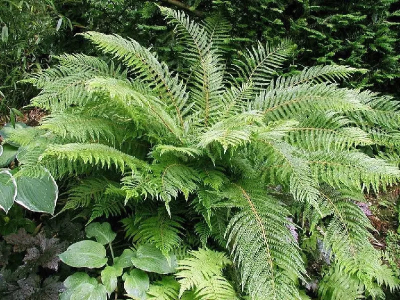 Polystichum - Filigranfarn Stauden Gaenge