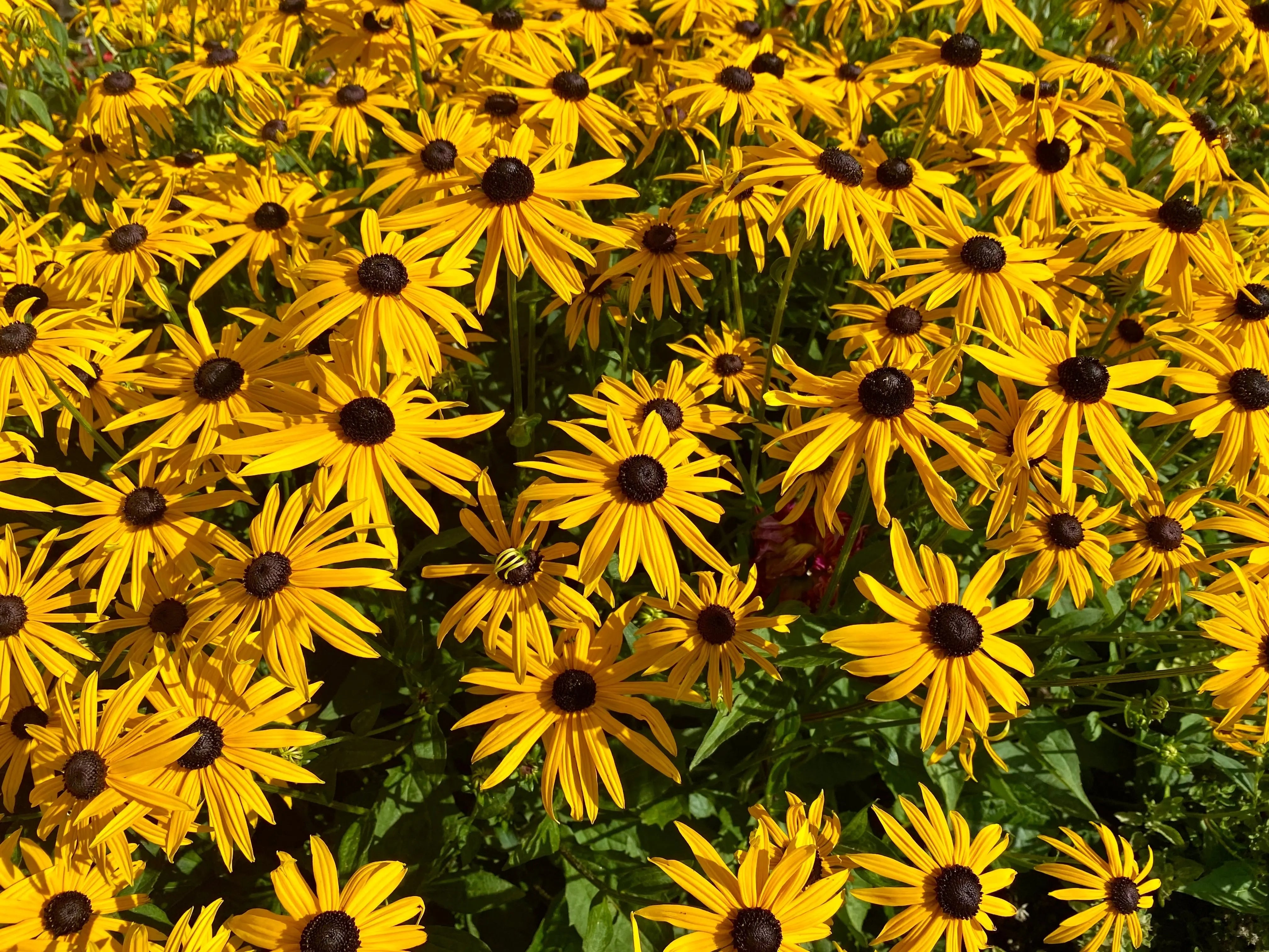 Rudbeckia - Sonnenhut Stauden Gaenge