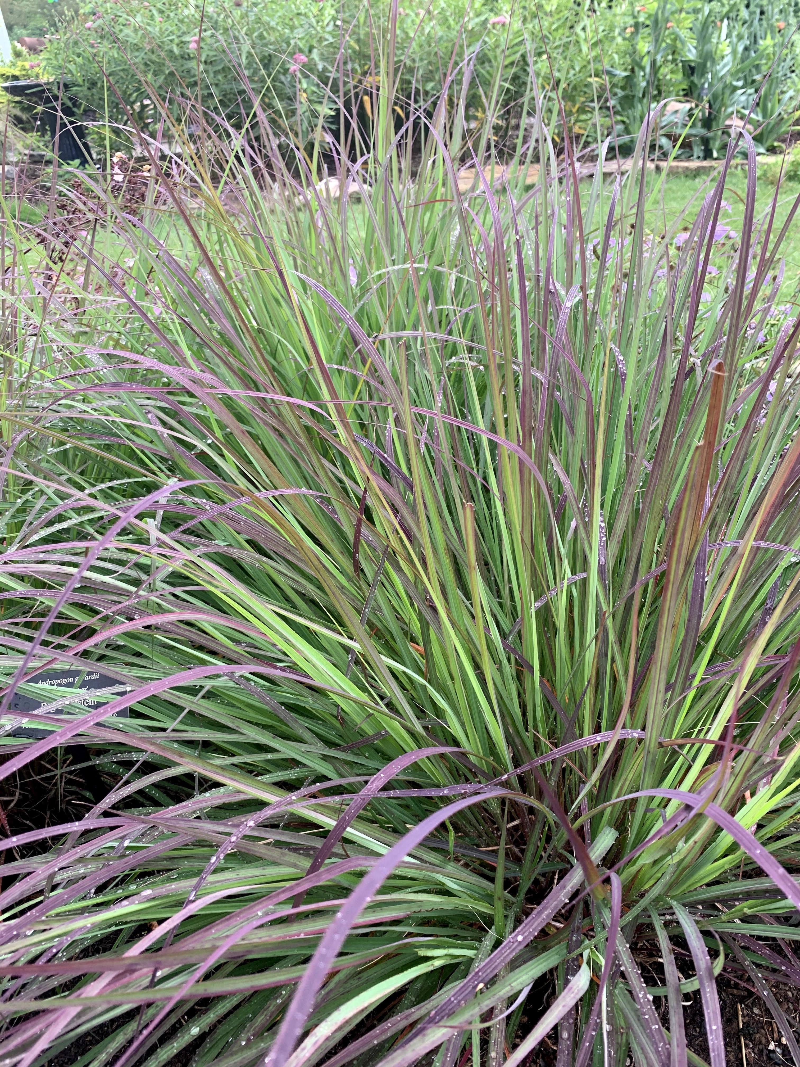 Schizachyrium - Kleines Präriegras