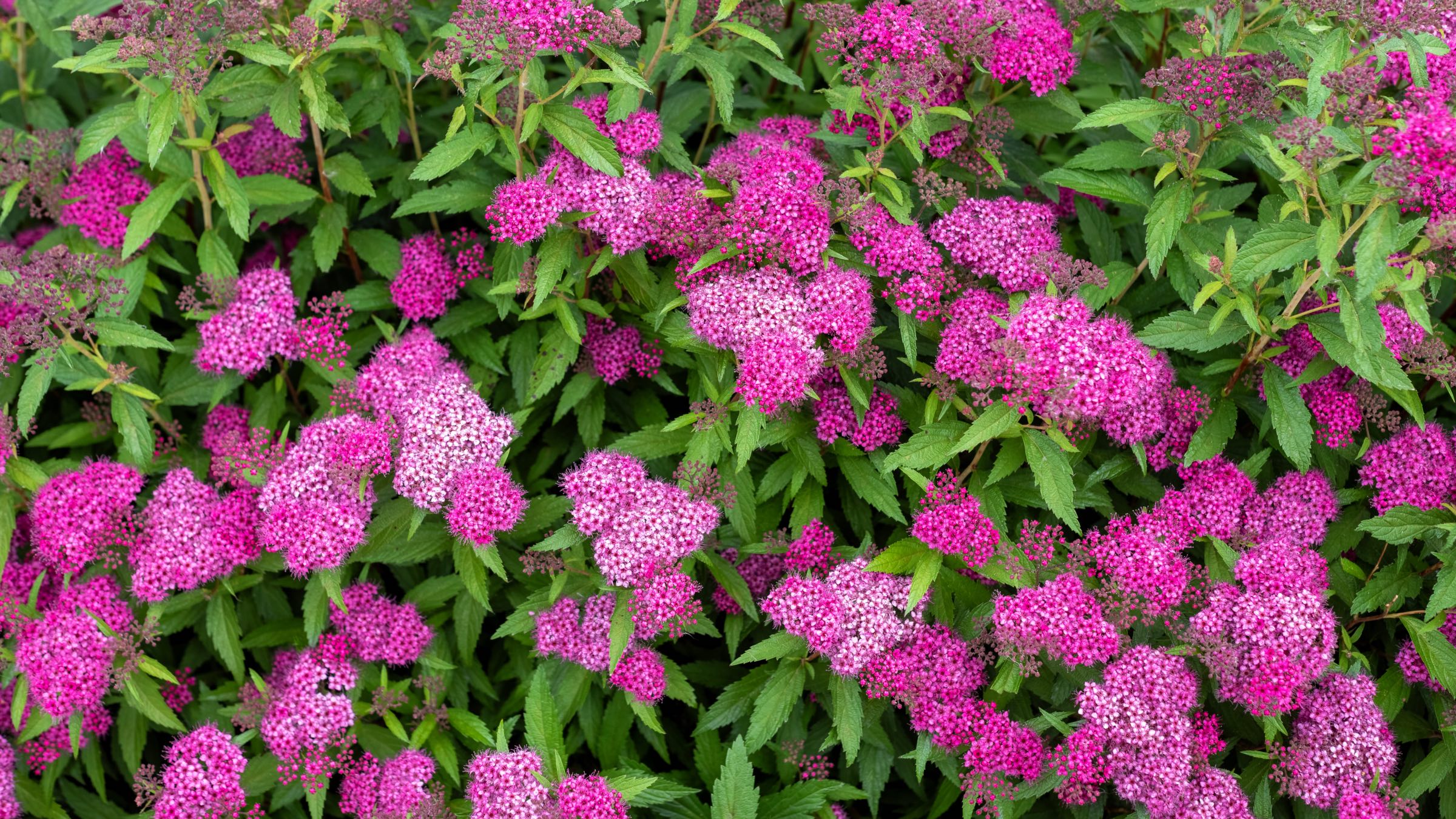 Spiraea - Spiere