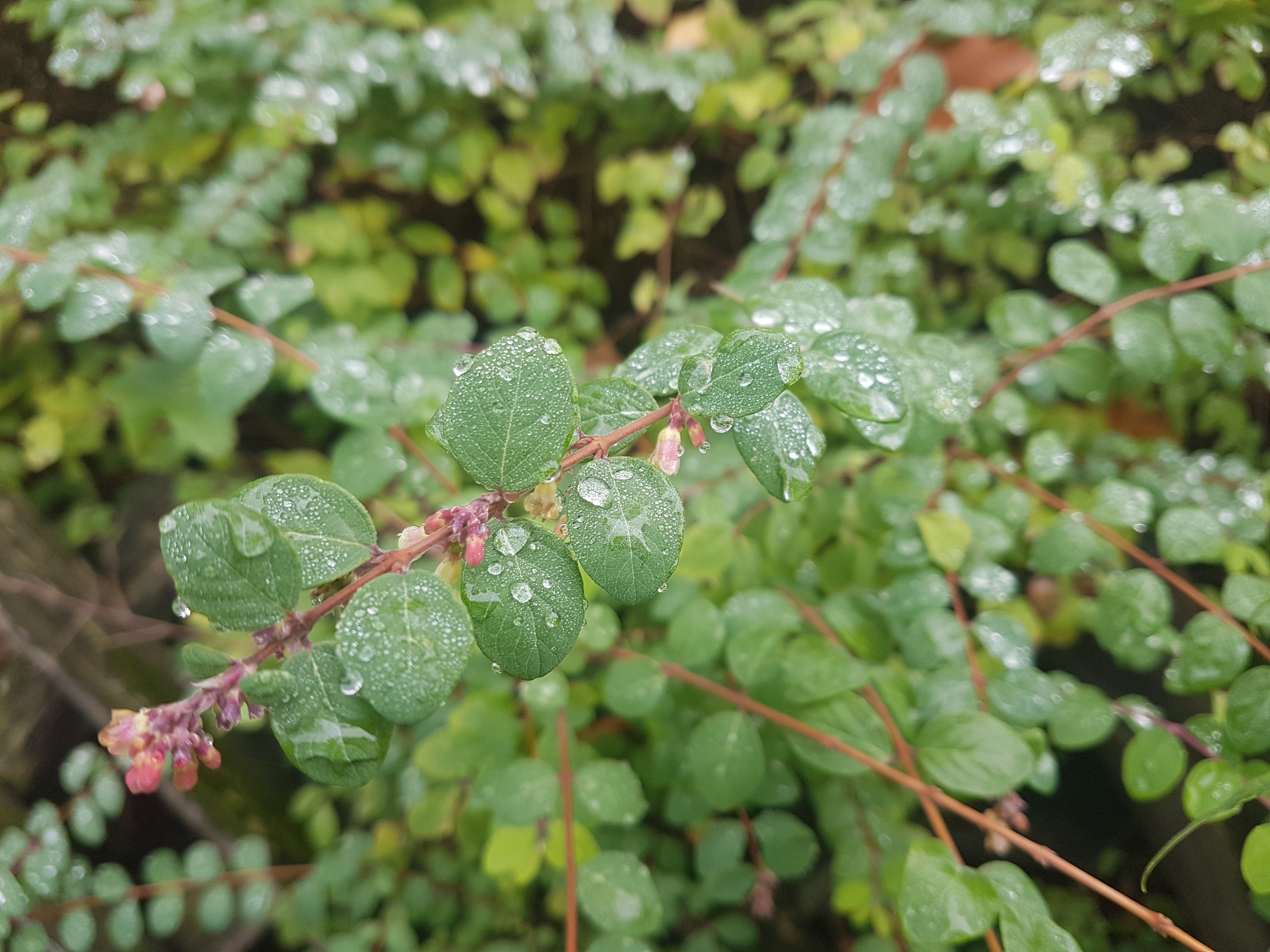 Stephanandra - Niedrige Kranzspiere