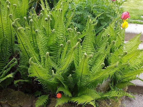 Matteuccia - Straußenfarn oder Trichterfarn