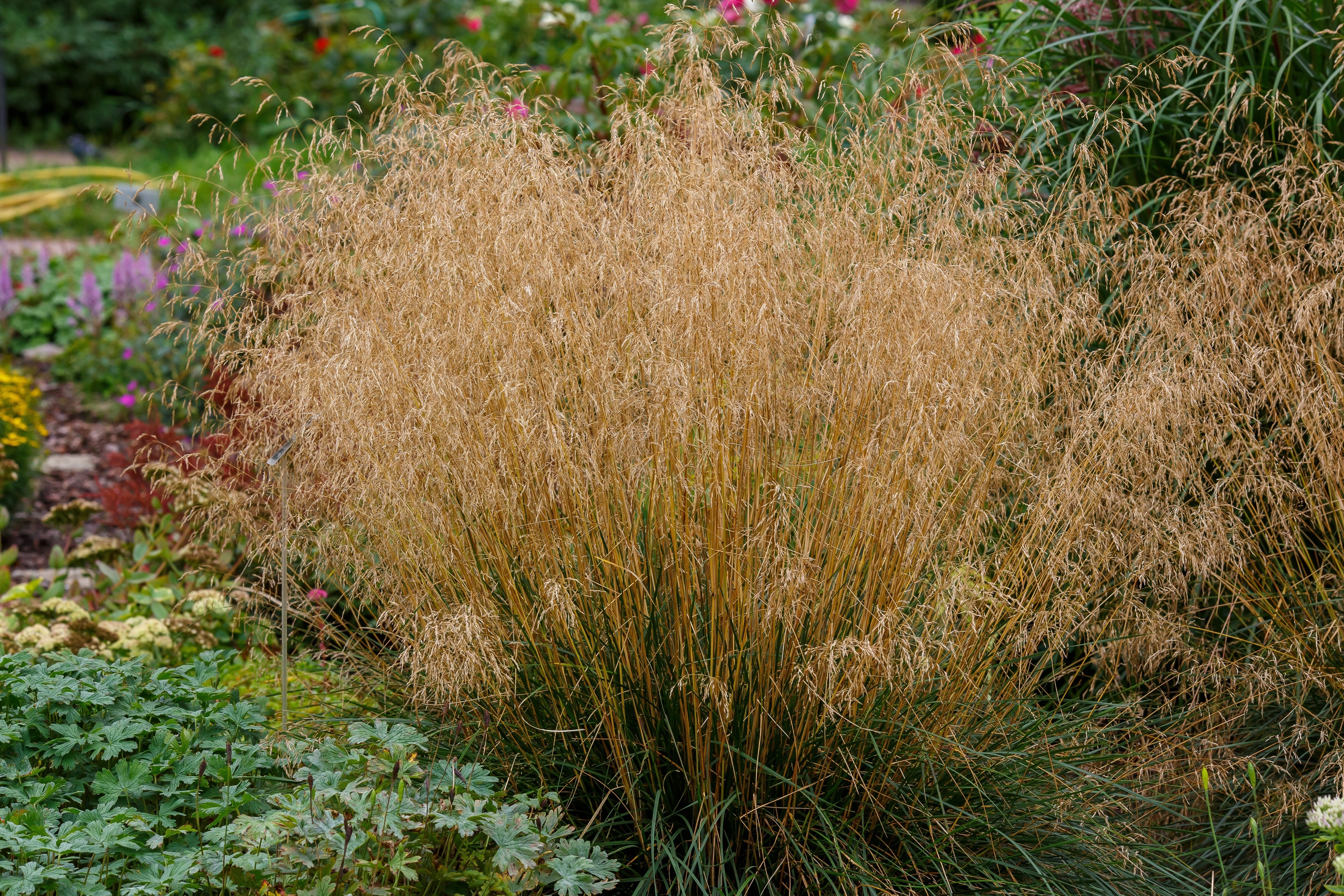 Deschampsia - Waldschmiele