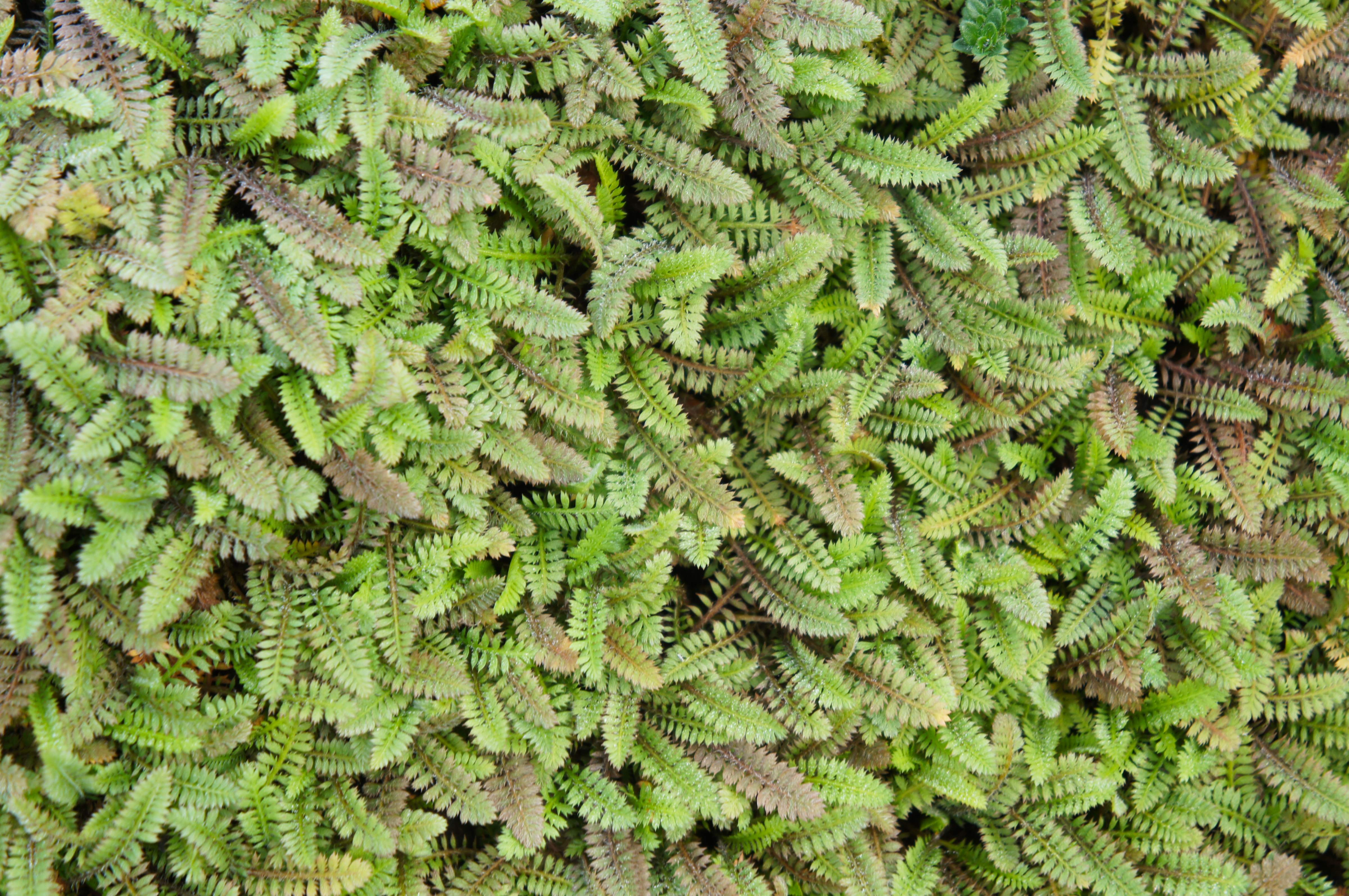 Cotula / Leptinella - Fiederpolster