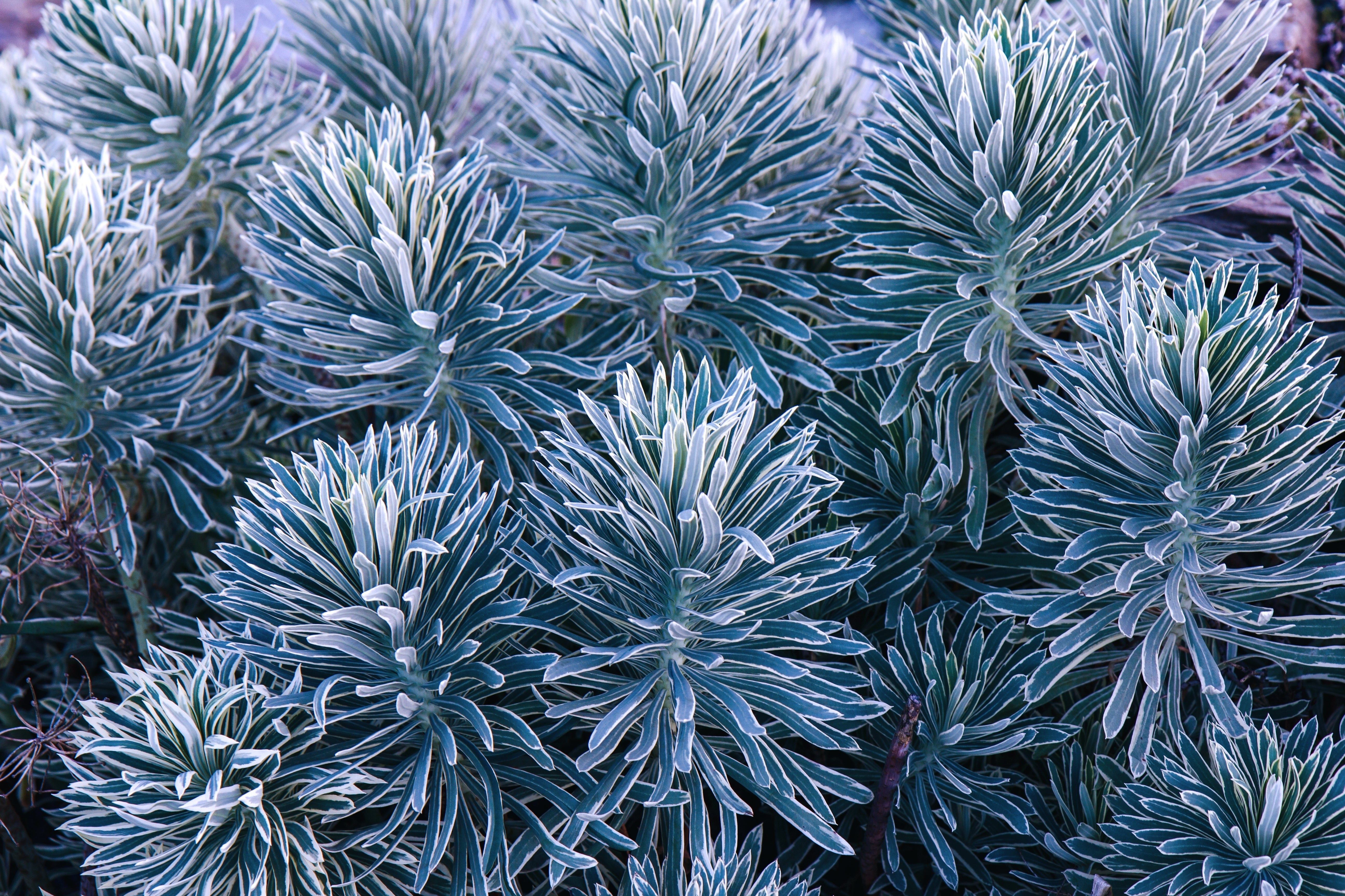 Euphorbia - Wolfsmilch