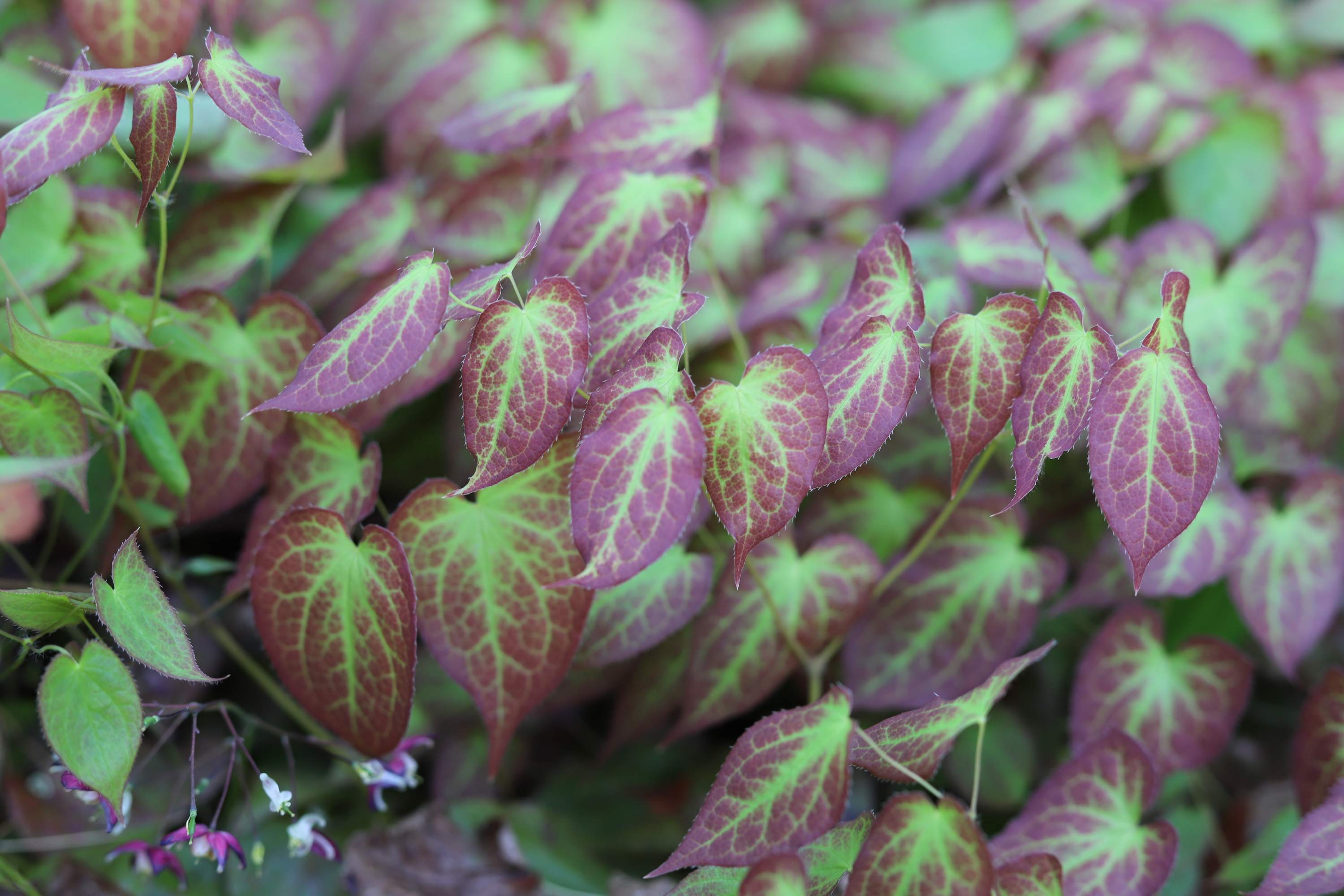 Epimedium - Elfenblume