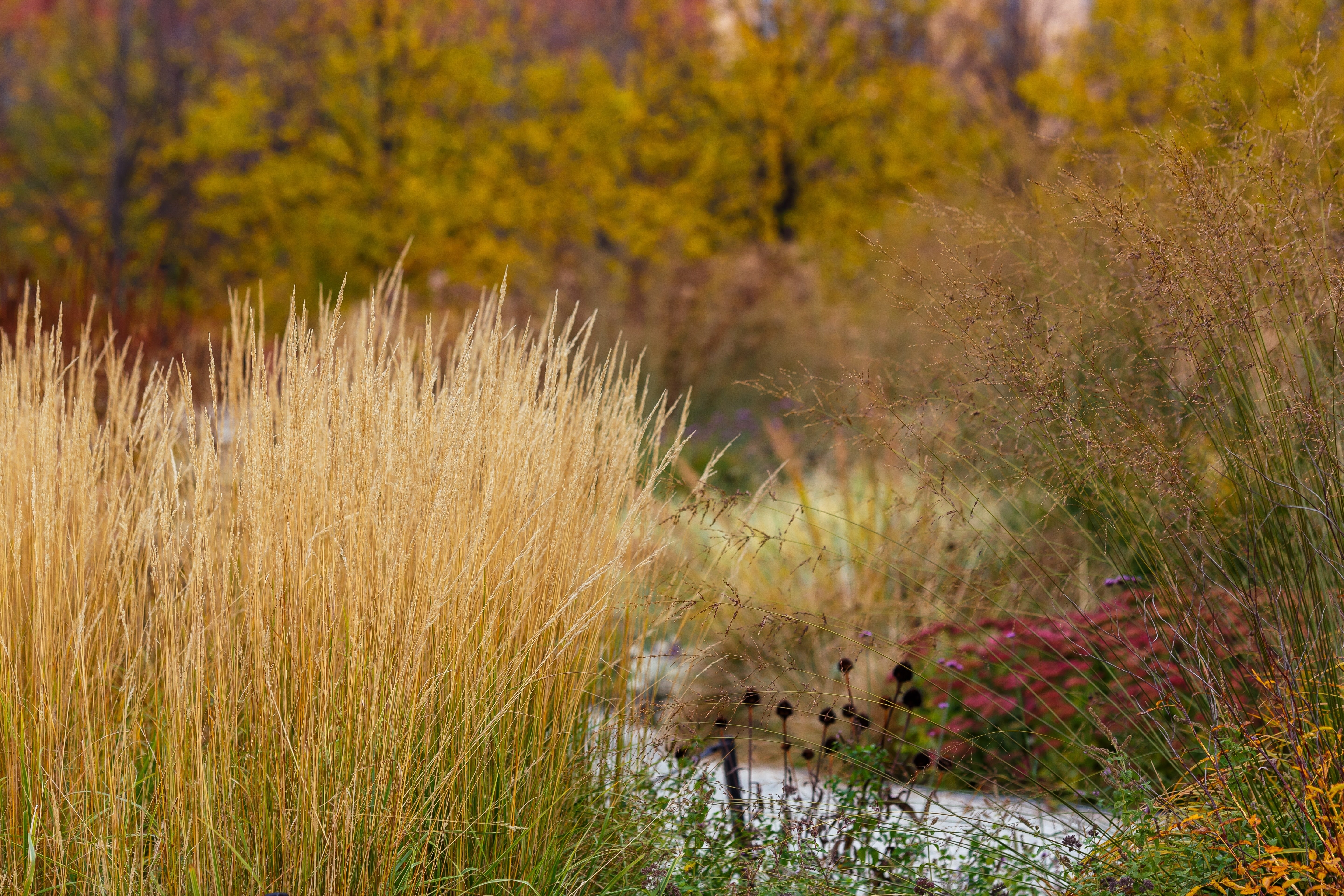 Calamagrostis - Reitgras