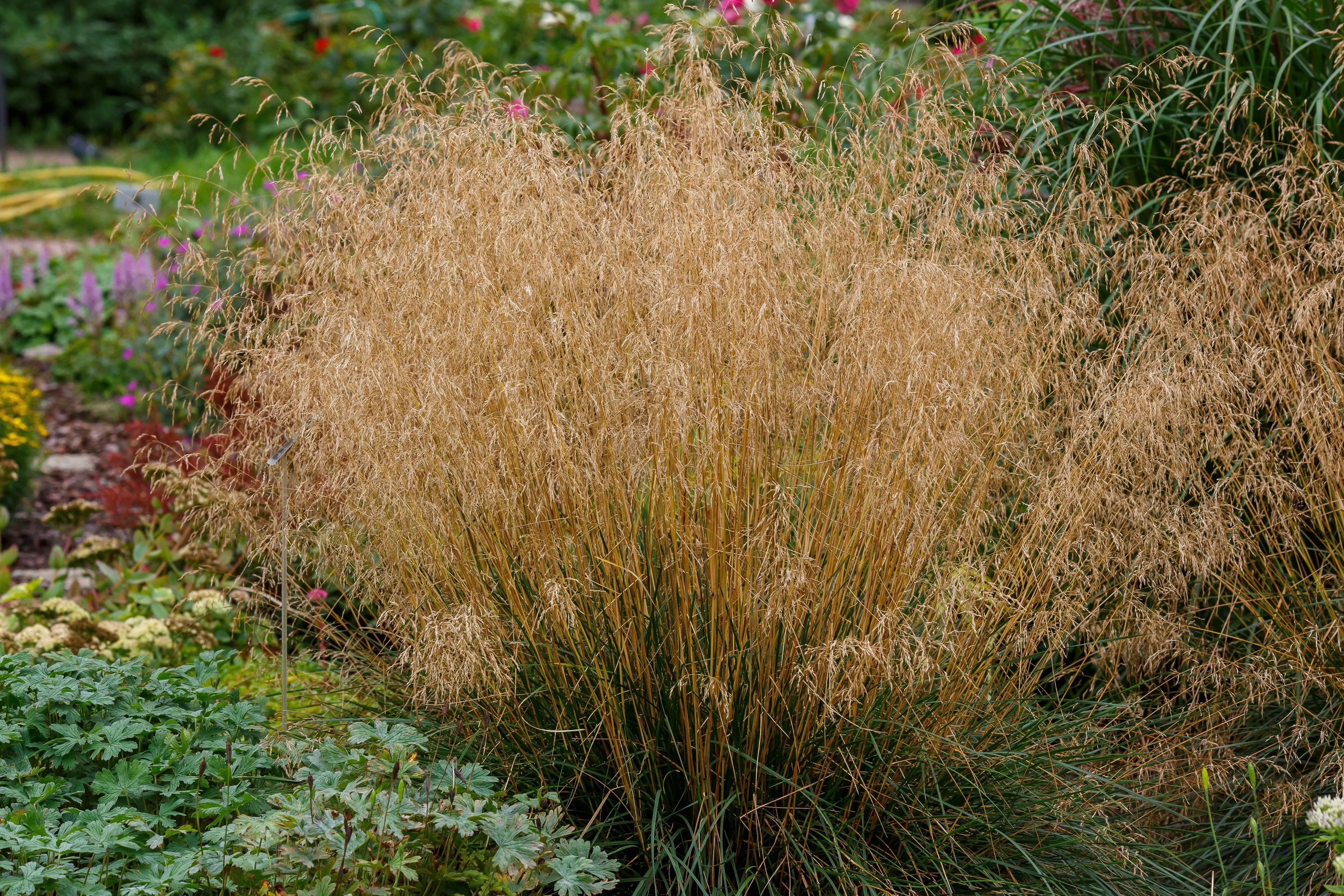 Deschampsia - Waldschmiele Stauden Gaenge