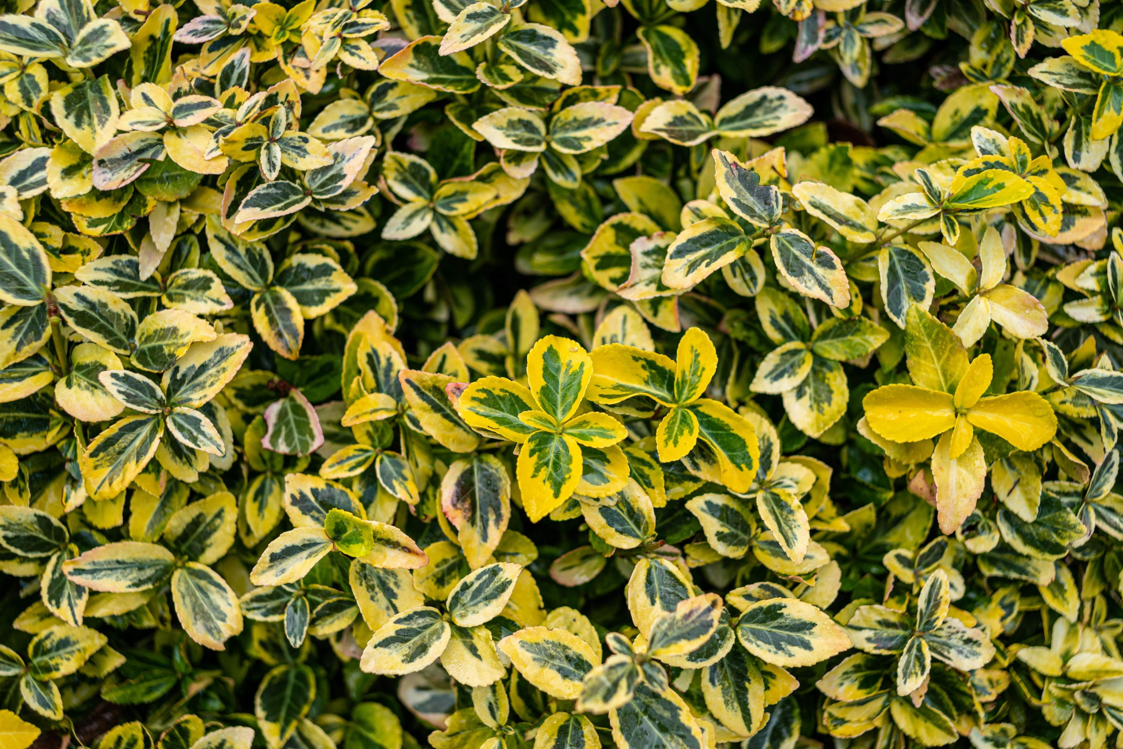 Euonymus - Kriechspindel