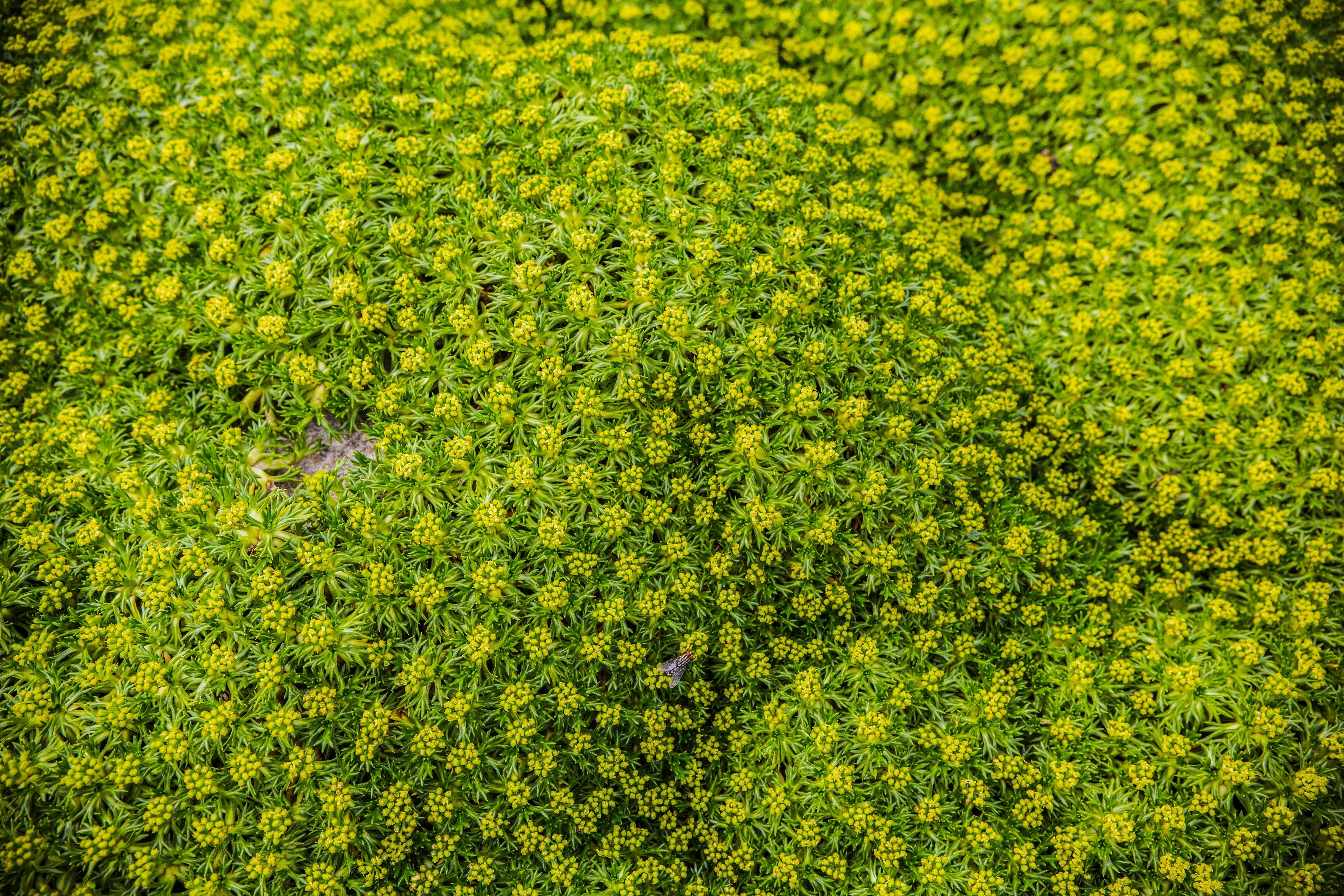 Azorella - Adenpolster Stauden Gaenge