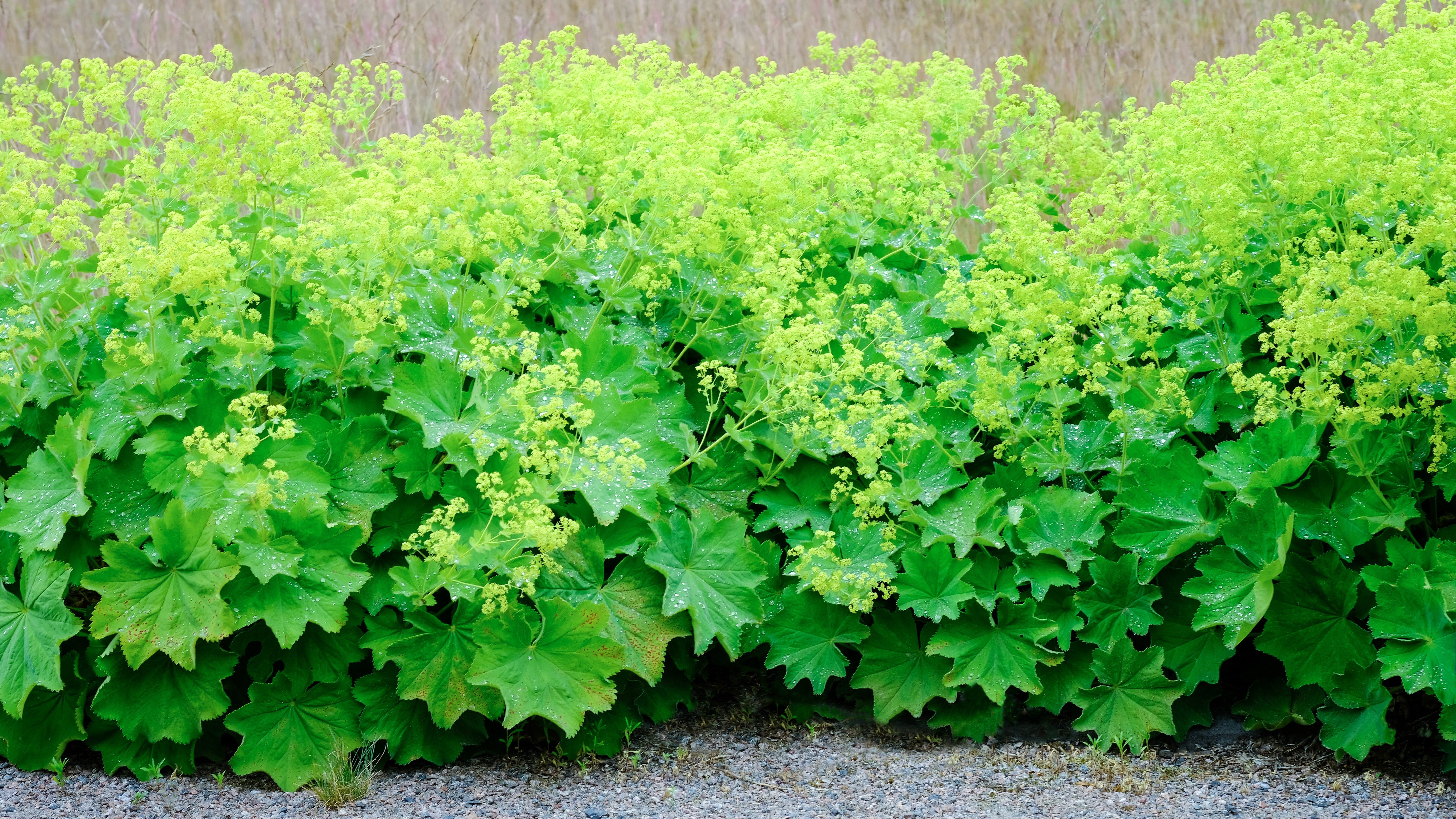 Alchemilla - Frauenmantel