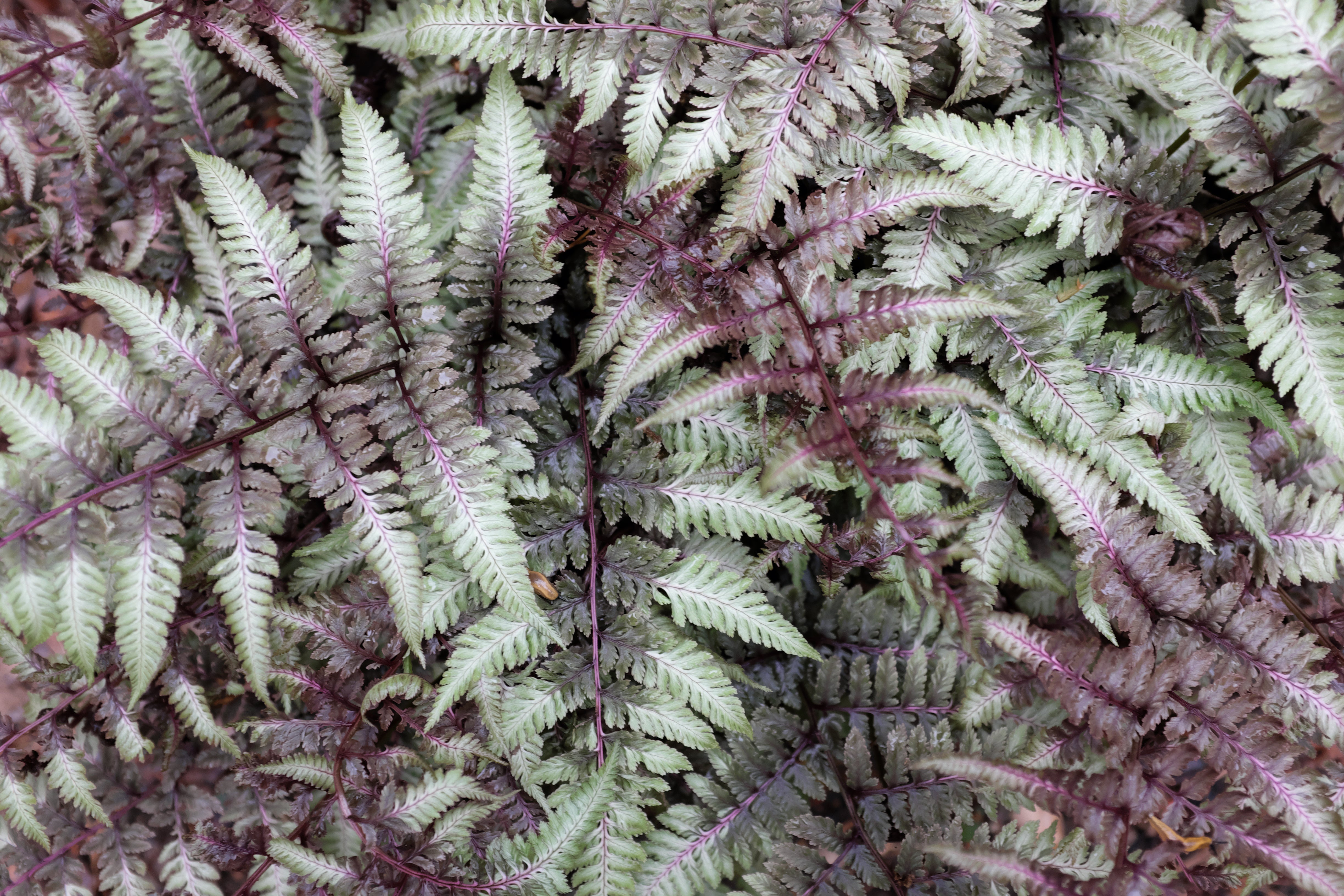 Athyrium - Japanischer Regenbogenfarn