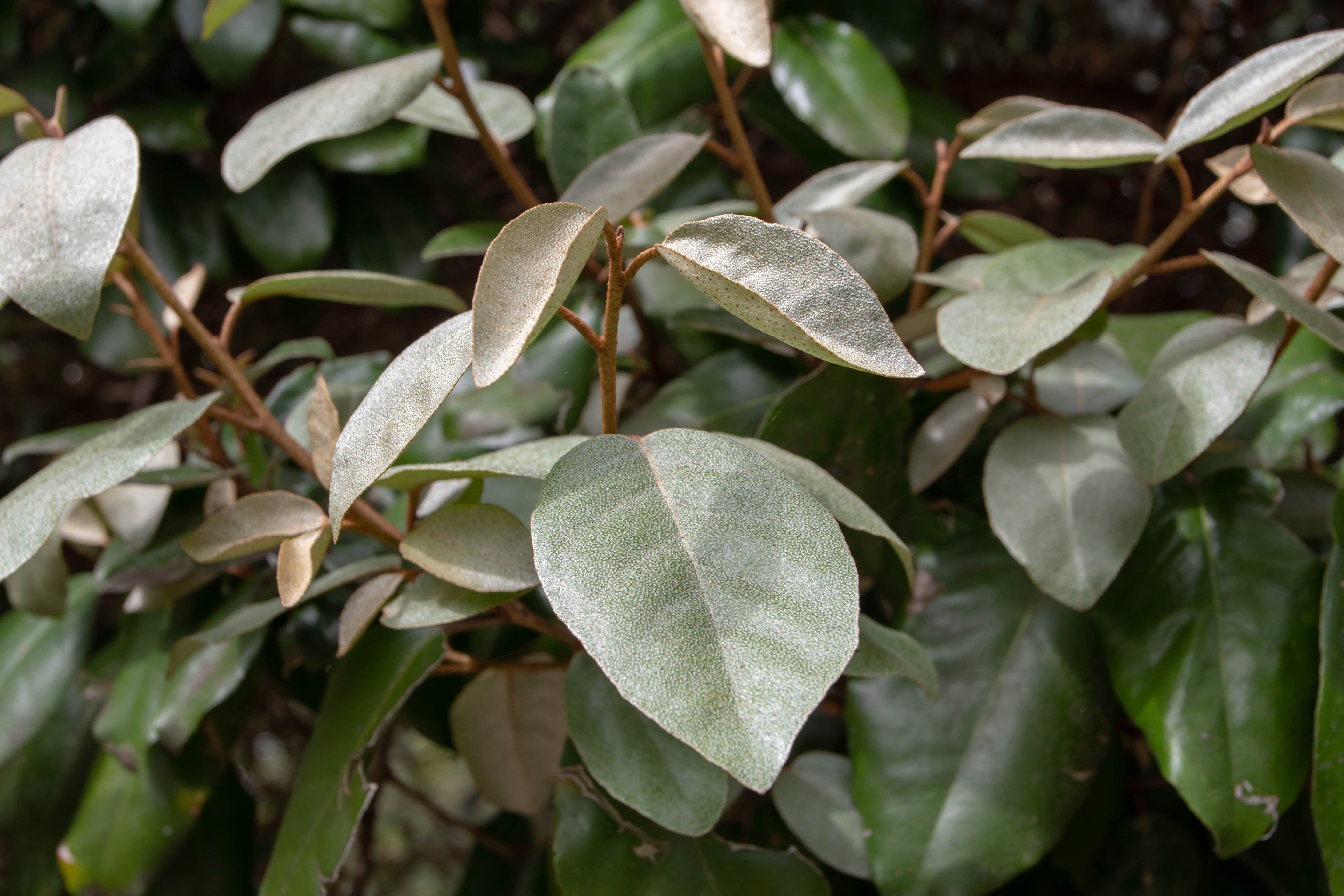 Elaeagnus - Wintergrüne Ölweide