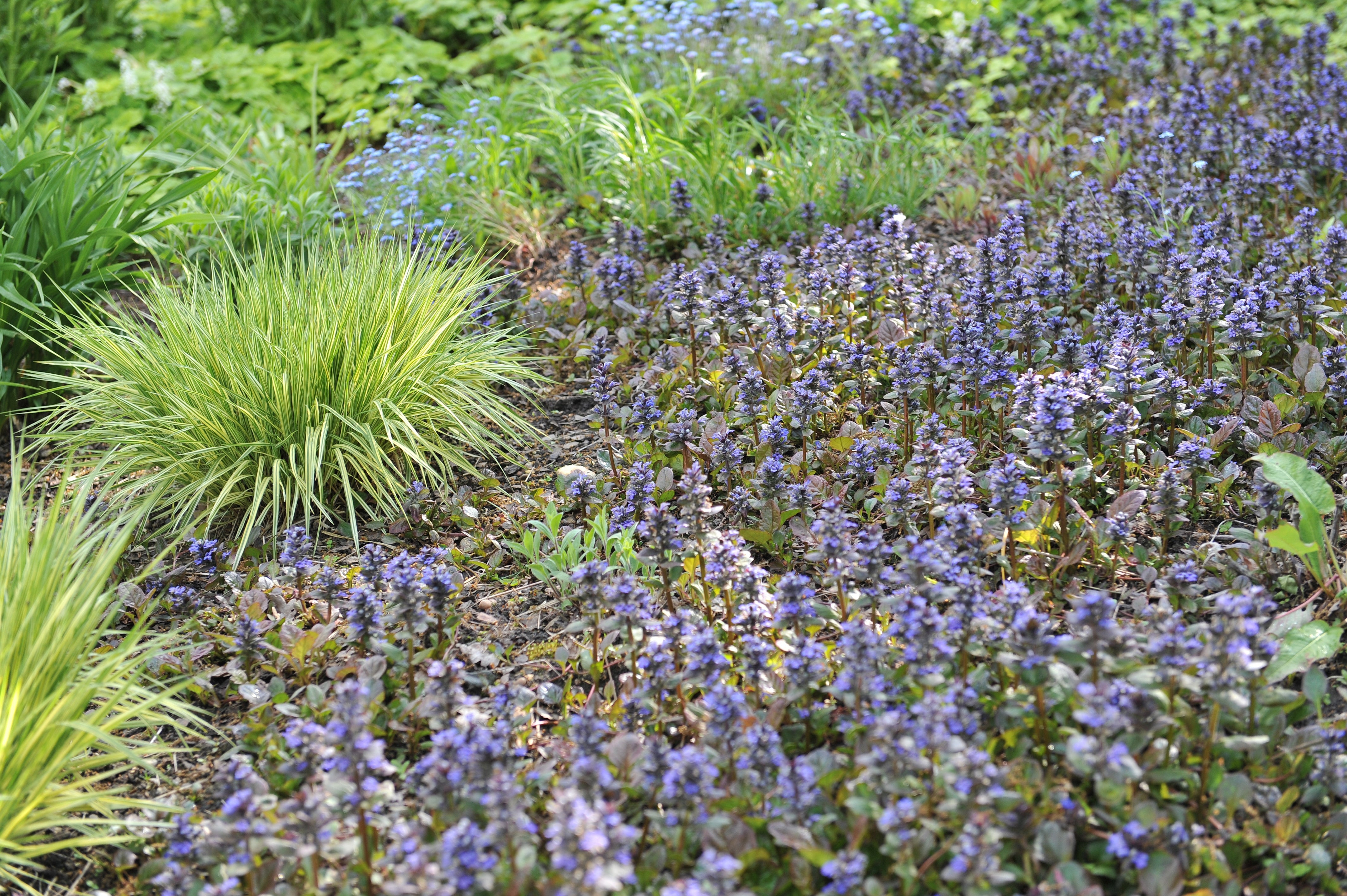 Ajuga - Günsel
