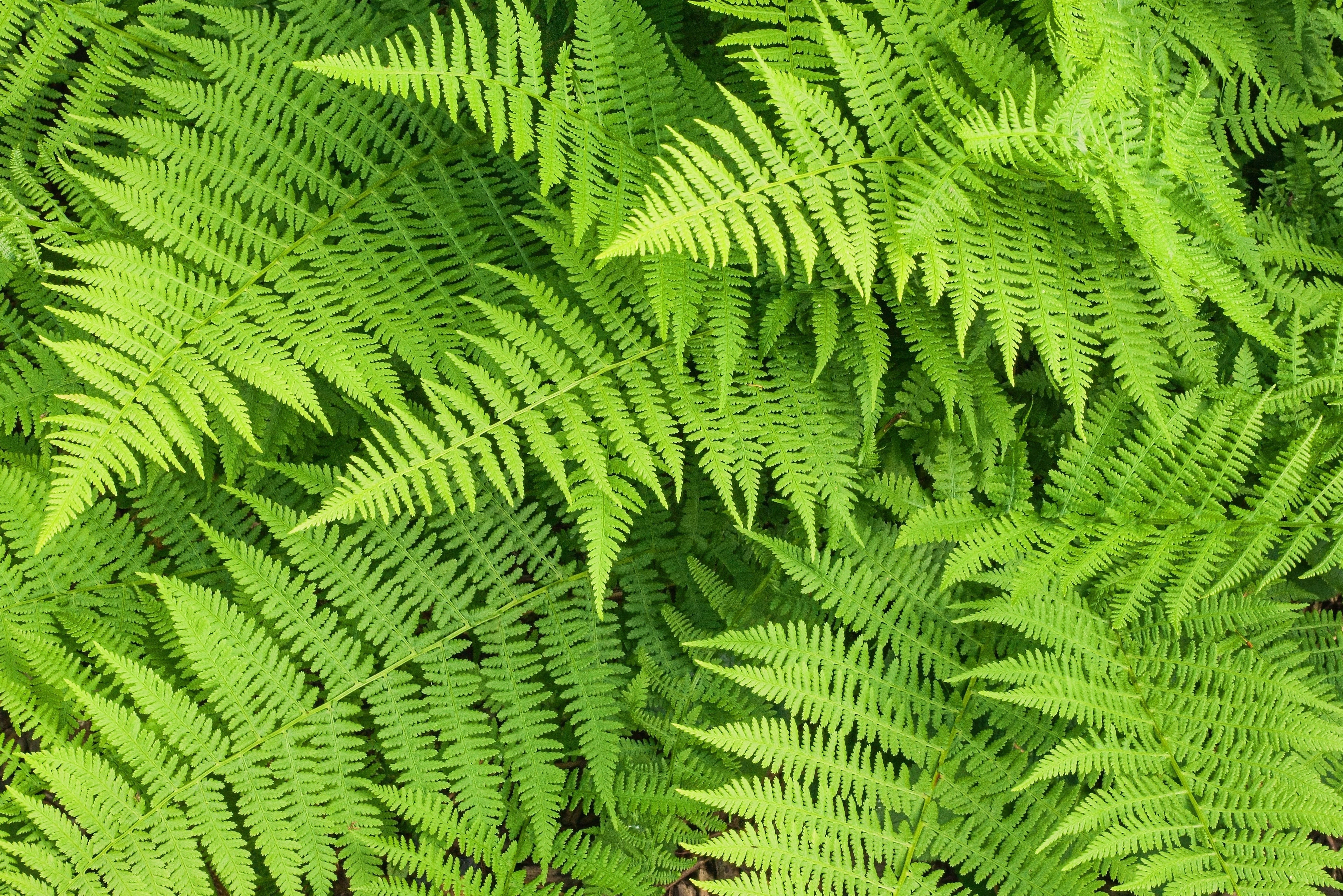 Dryopteris - Goldschuppenfarn