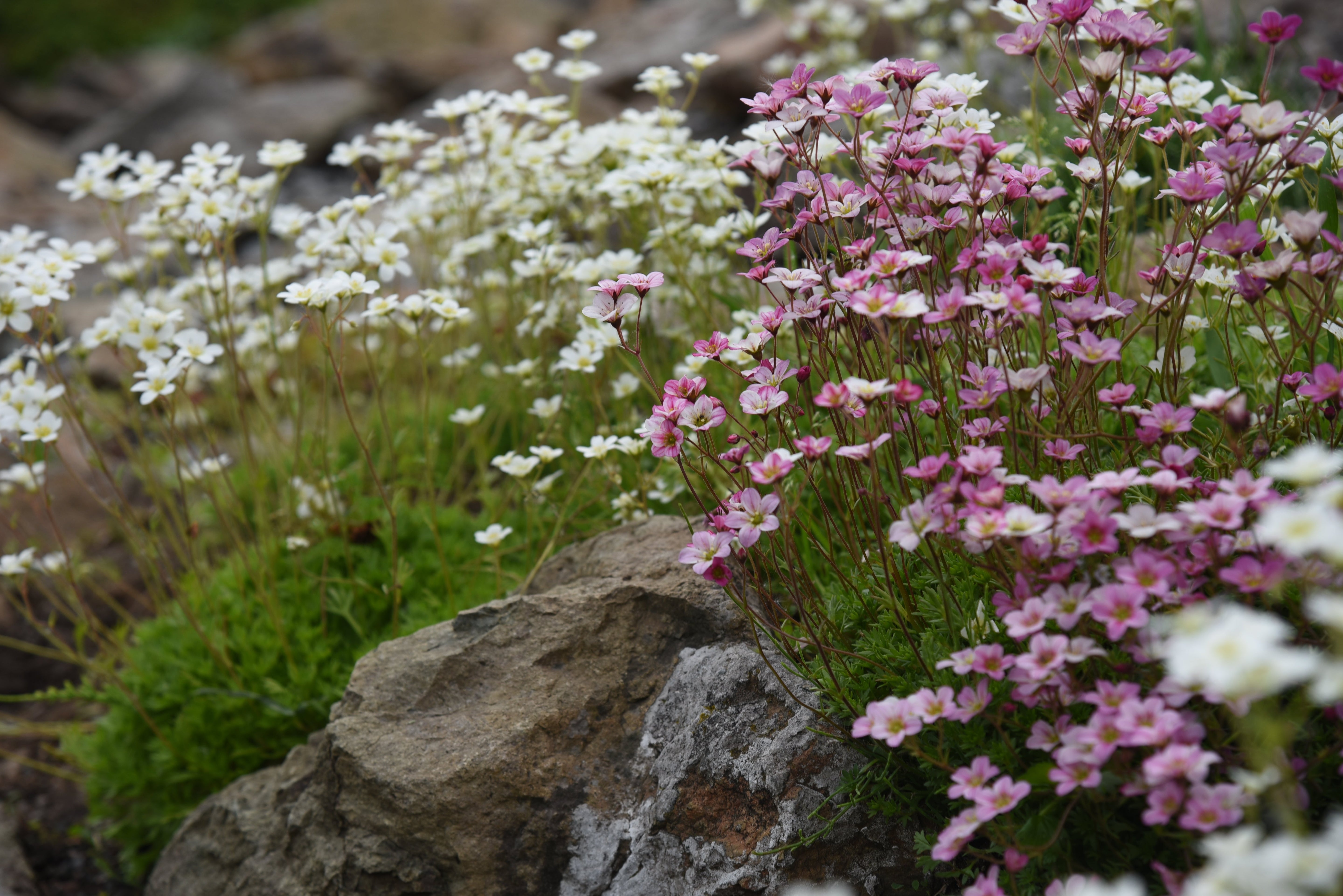 Saxifraga - Moos-Steinbrech