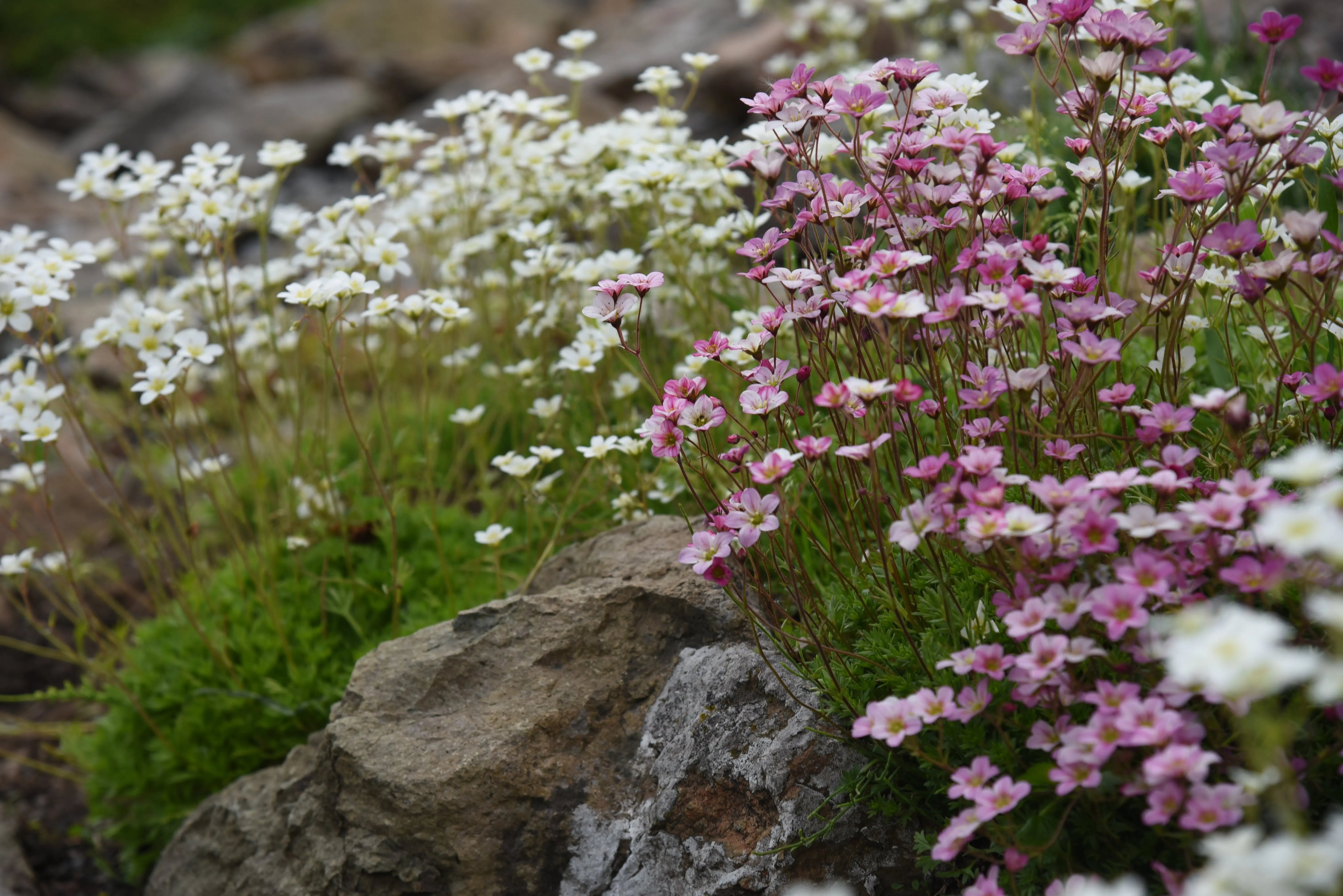 Saxifraga - Moos-Steinbrech Stauden Gaenge