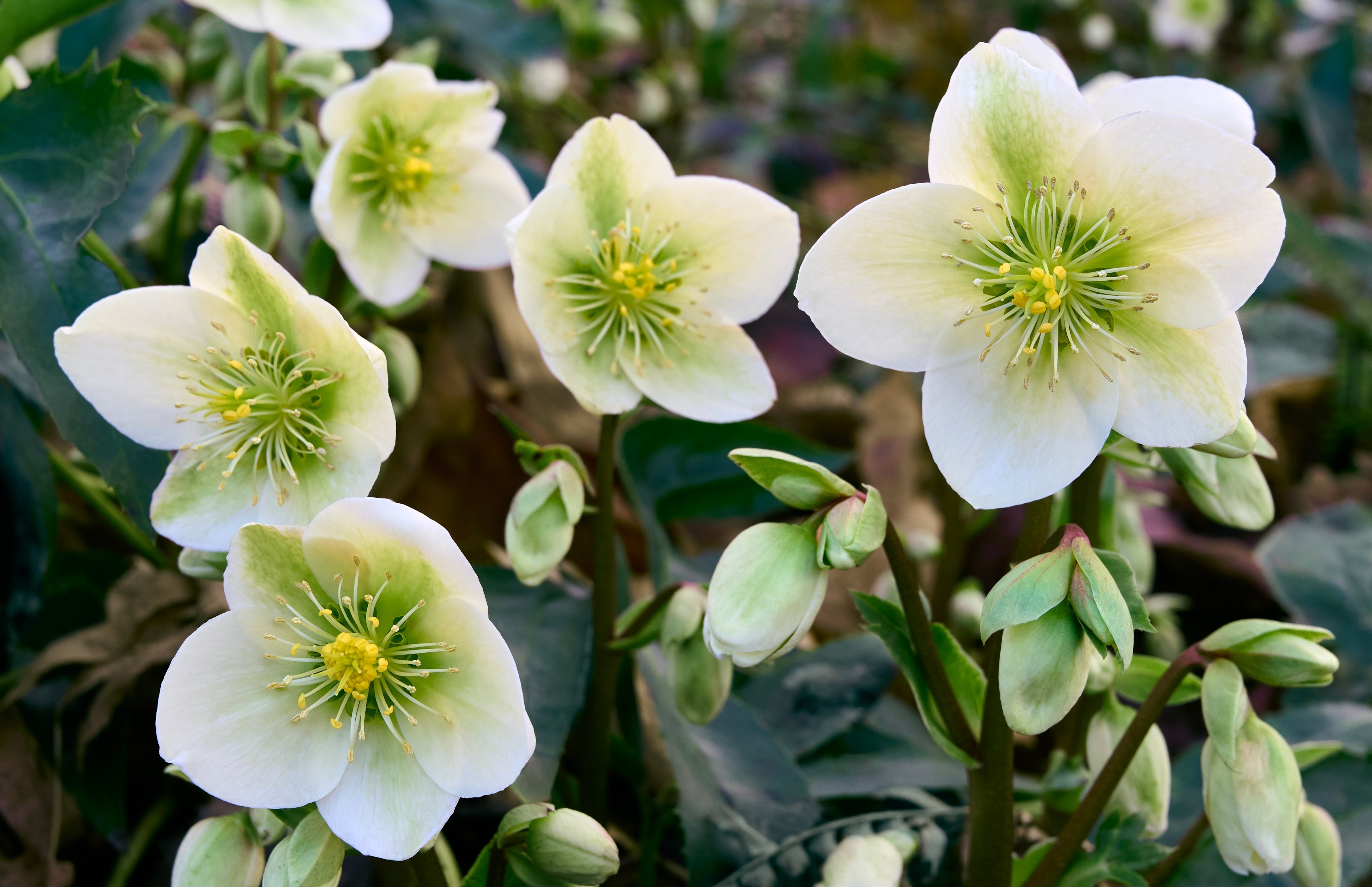 Helleborus - Christrose